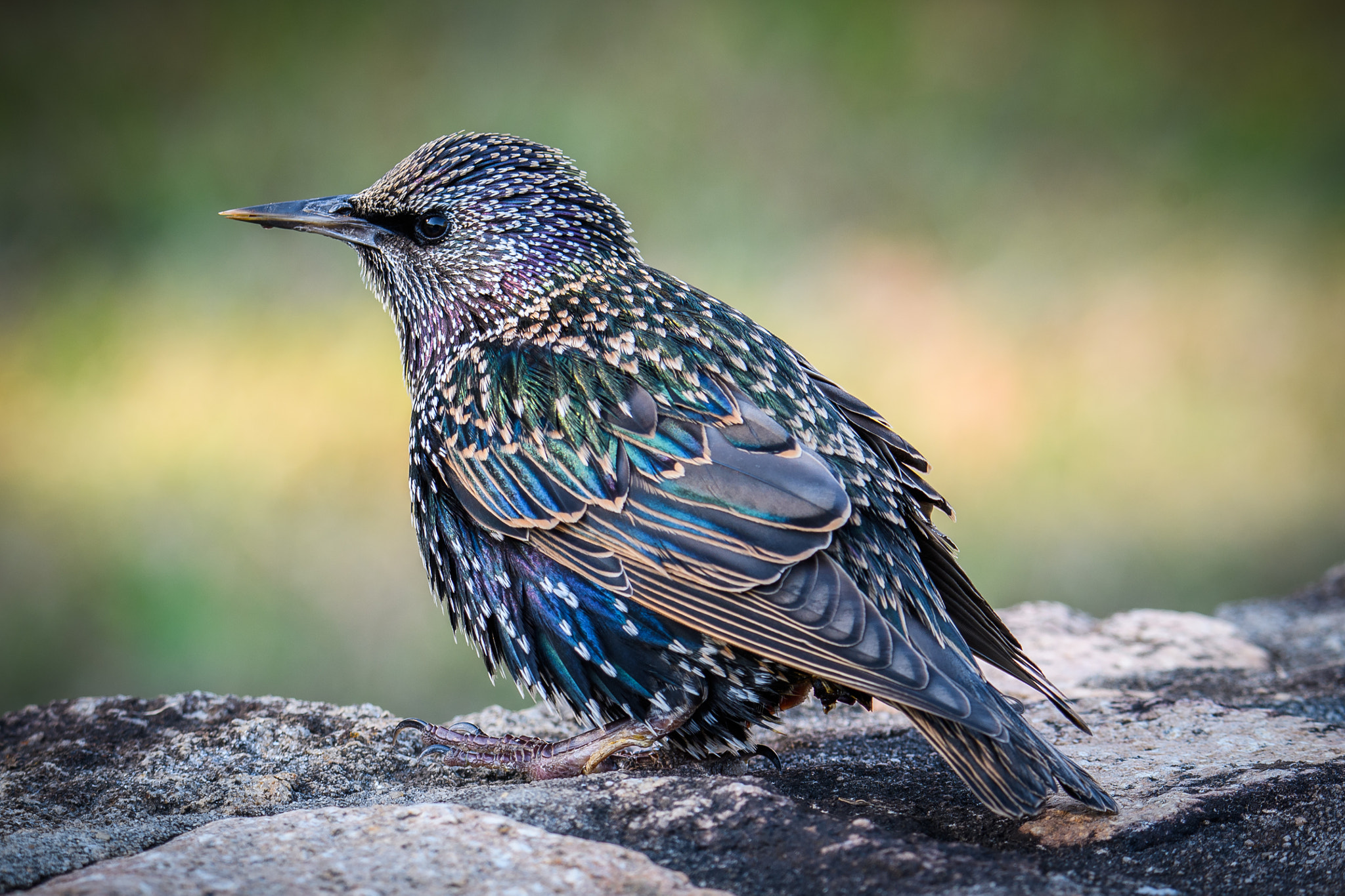 Nikon D500 + Sigma 50mm F2.8 EX DG Macro sample photo. European starling photography