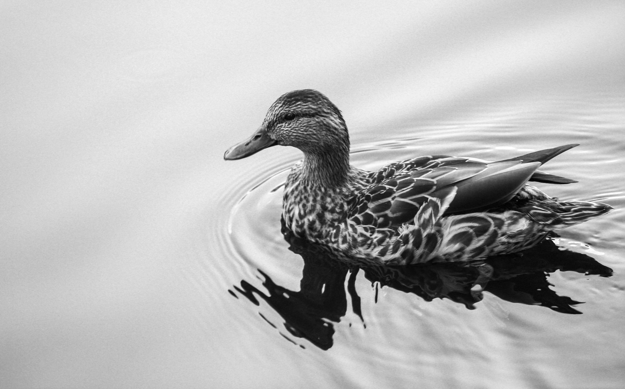 Canon EF-S 55-250mm F4-5.6 IS sample photo. Drifting photography