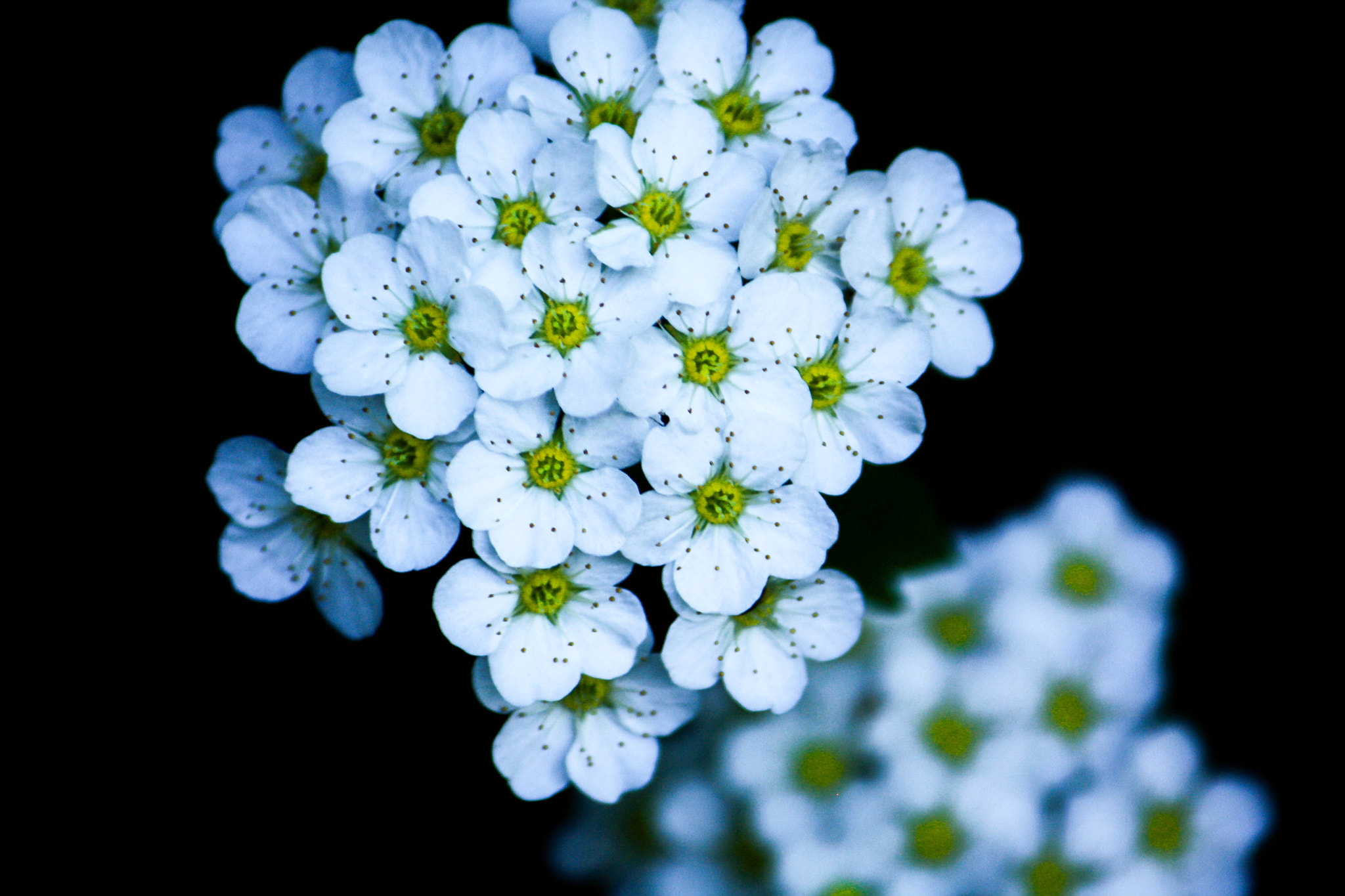 Canon EF-S 55-250mm F4-5.6 IS sample photo. Beauty photography
