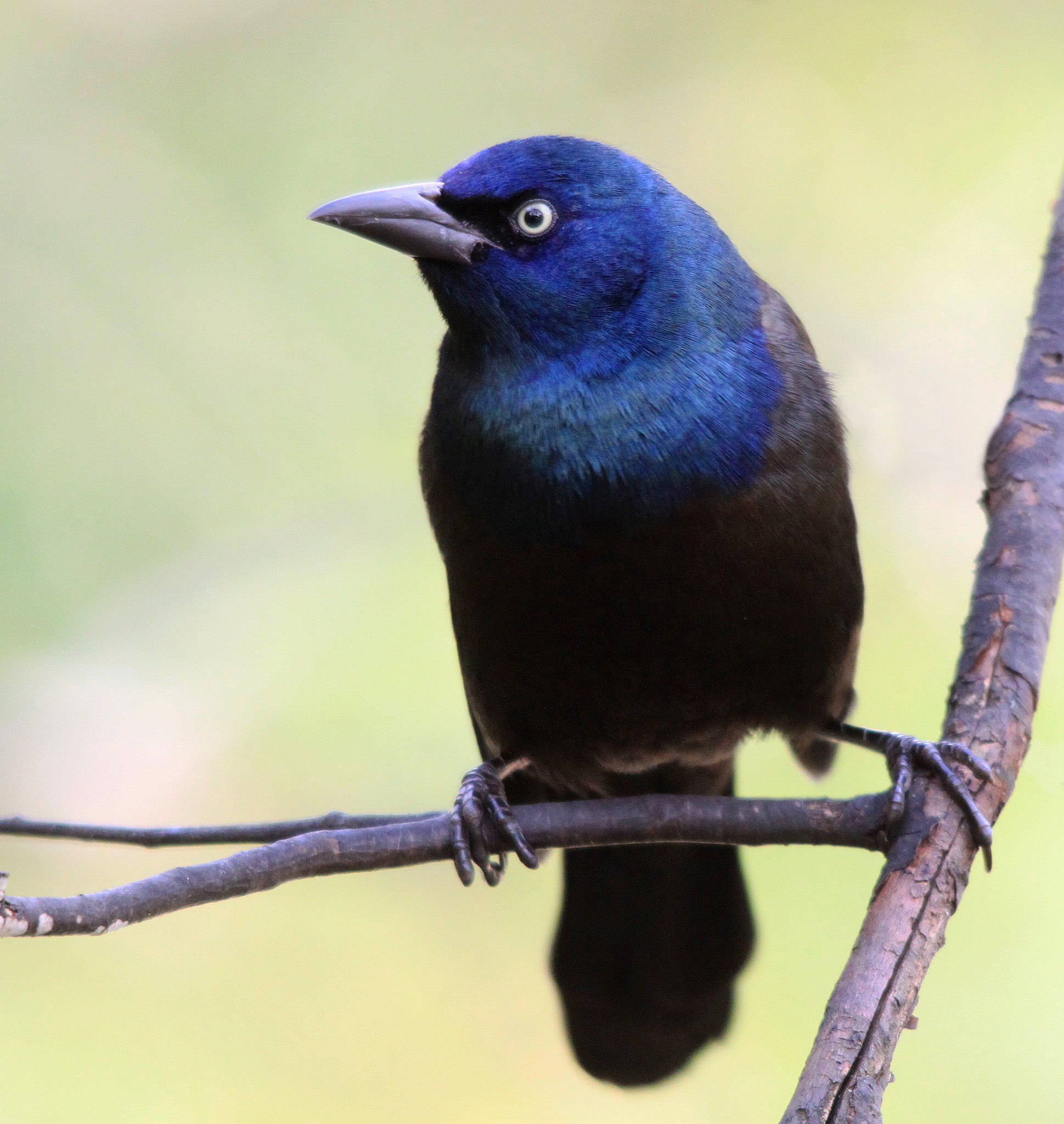 Sigma 150-500mm F5-6.3 DG OS HSM sample photo. Grackle photography