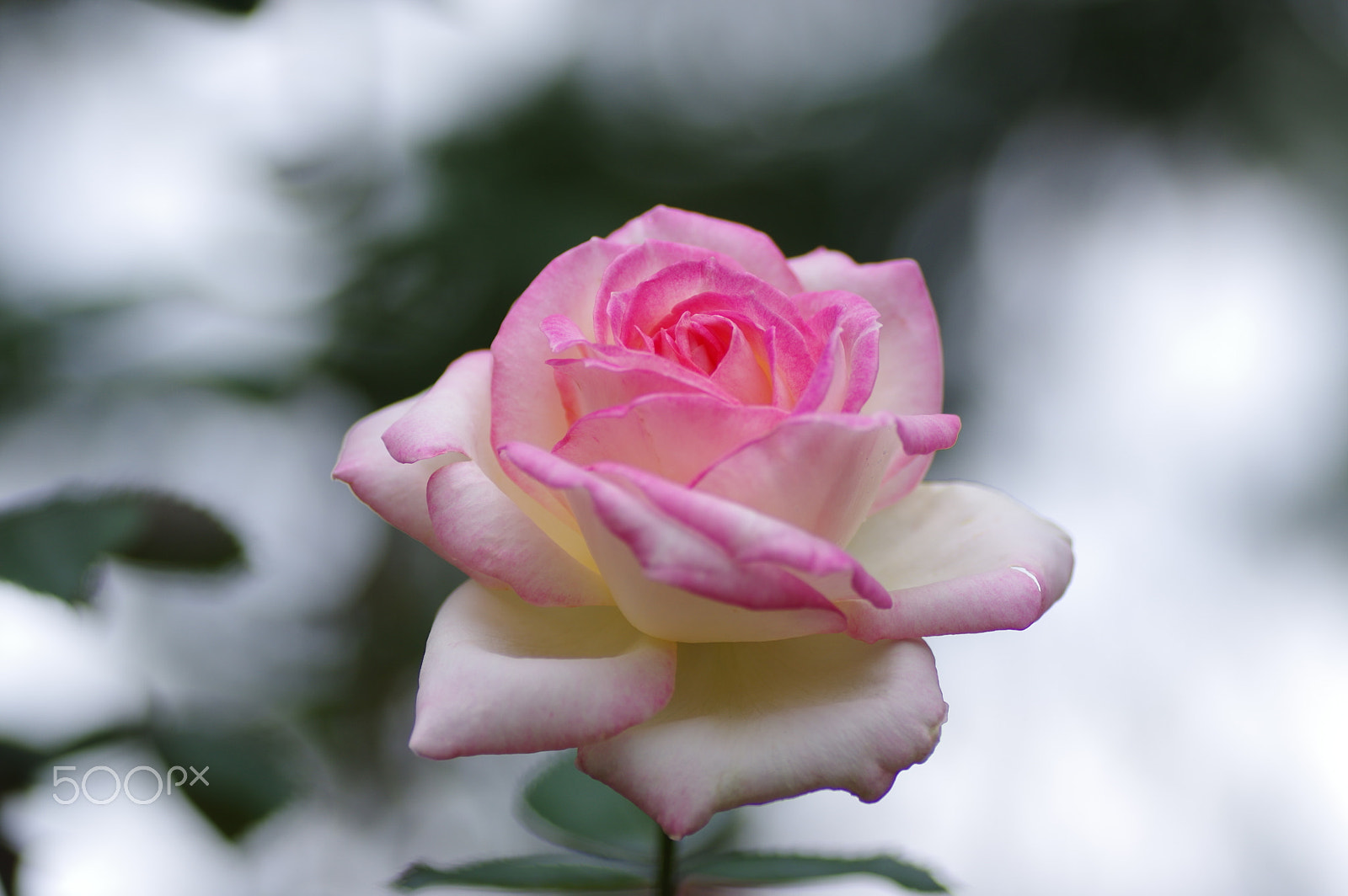 Tamron SP AF 90mm F2.8 Di Macro sample photo. In light photography