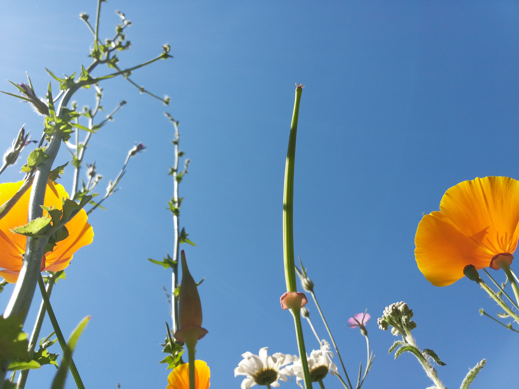Samsung Galaxy S2 Plus sample photo. Flowers in treptow photography