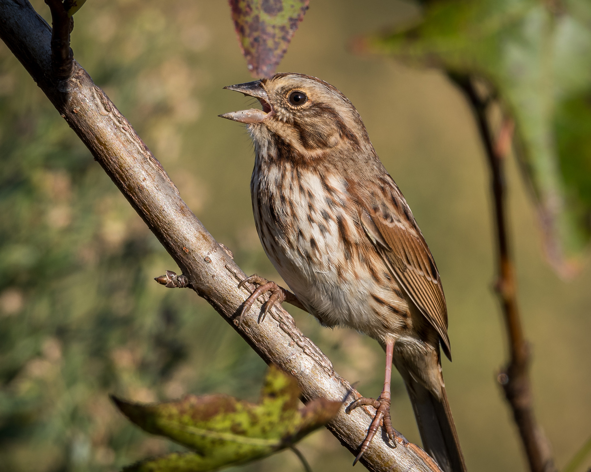 Nikon D500 + Sigma 50mm F2.8 EX DG Macro sample photo. Song sparrow photography