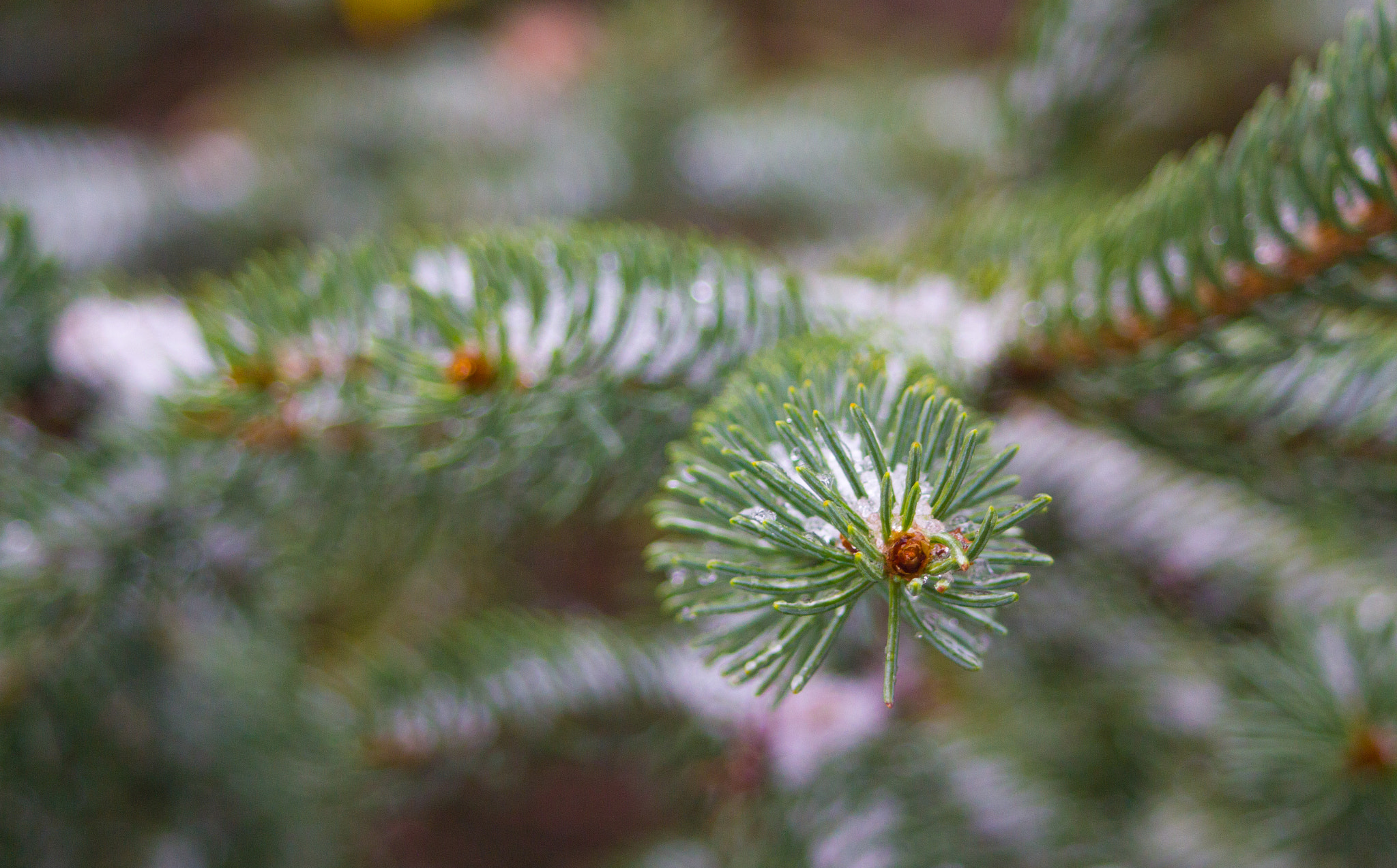Canon EF 28-80mm f/3.5-5.6 USM sample photo. Snow on spruce photography