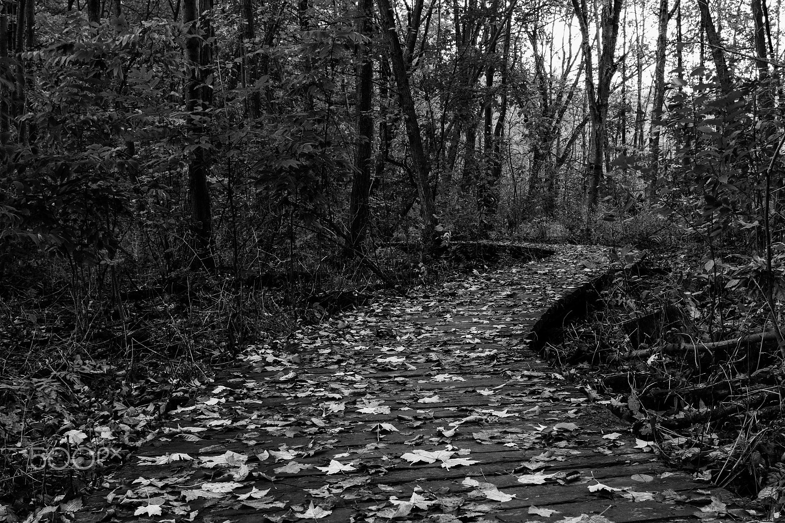 Canon EF 24mm f/1.4L sample photo. Another long walk photography