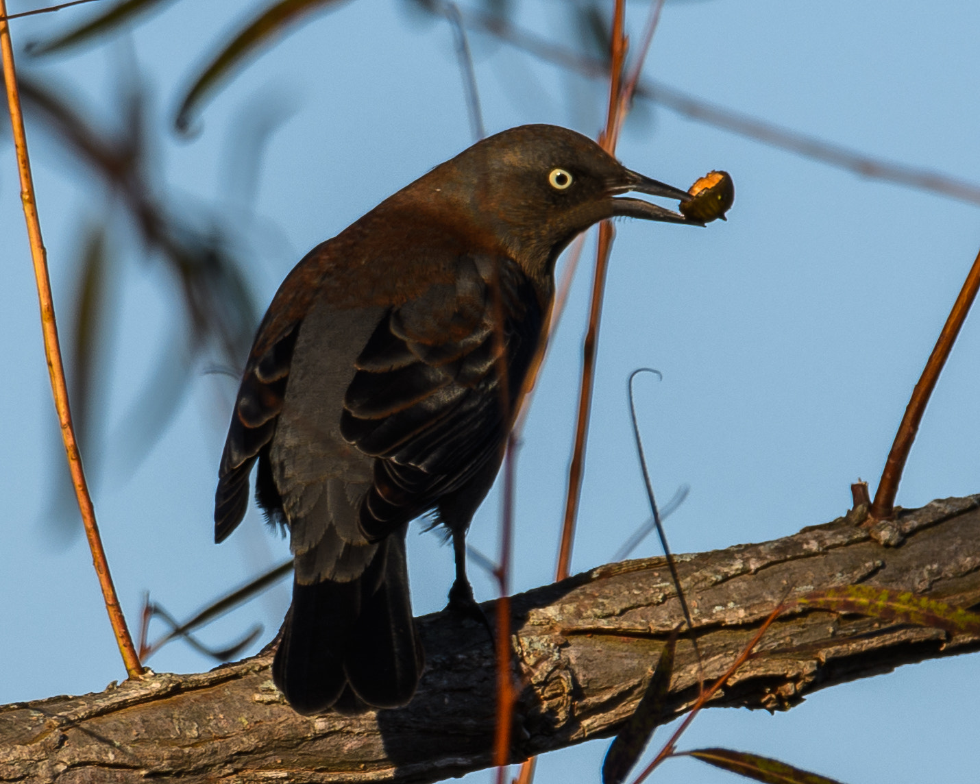 Nikon D500 + Sigma 50mm F2.8 EX DG Macro sample photo. Immature grackle photography