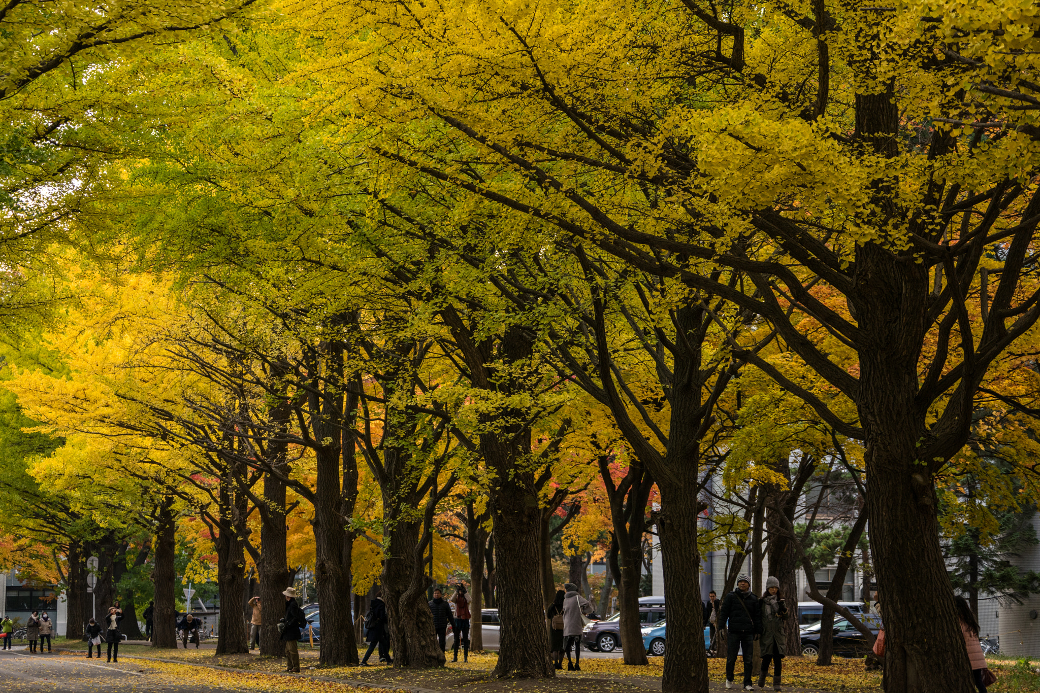 Sony a7 II + Sony 70-300mm F4.5-5.6 G SSM sample photo. Line of gingko trees photography