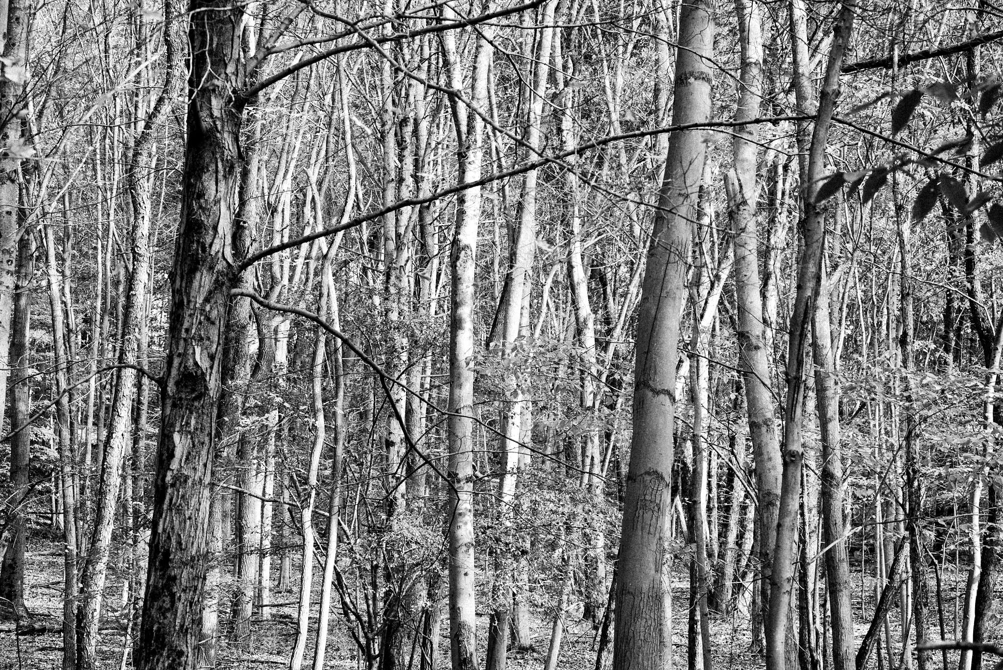 Sony FE 70-200mm F4 G OSS sample photo. Pocantico lake county park photography