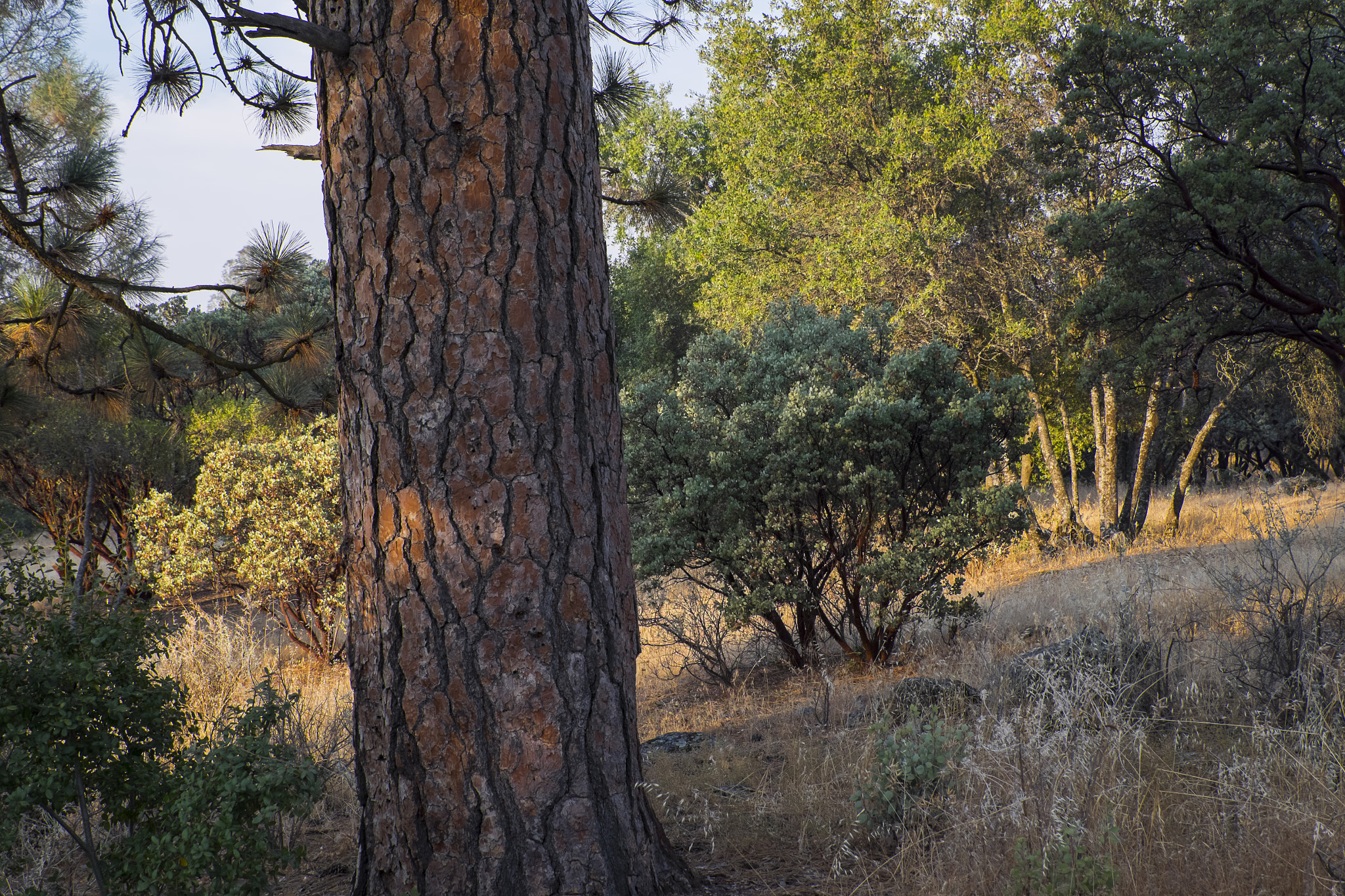 Fujifilm X-E2 + Fujifilm XF 18-135mm F3.5-5.6 R LM OIS WR sample photo. Character and colors photography