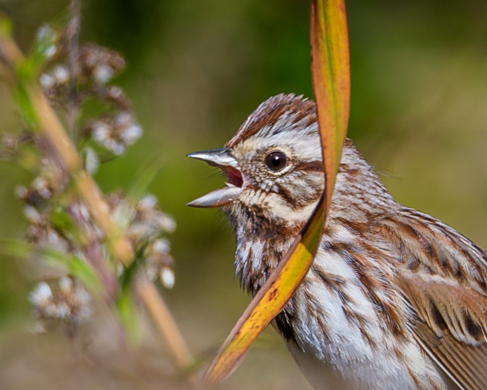 Nikon D500 + Sigma 50mm F2.8 EX DG Macro sample photo. Song sparrow photography