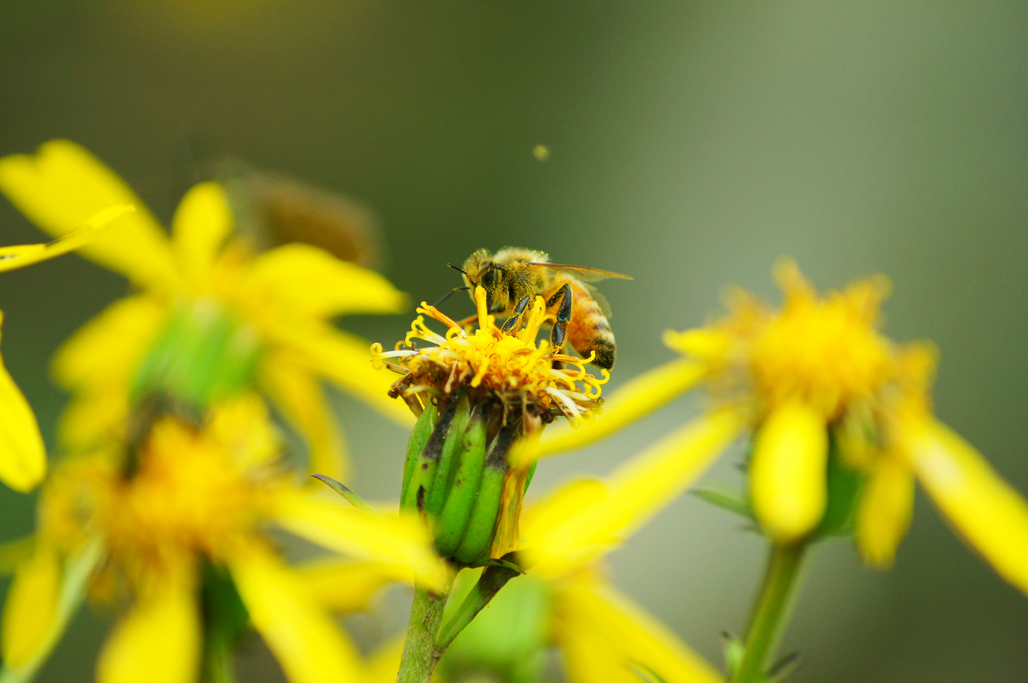 Sony SLT-A55 (SLT-A55V) sample photo. Bee photography