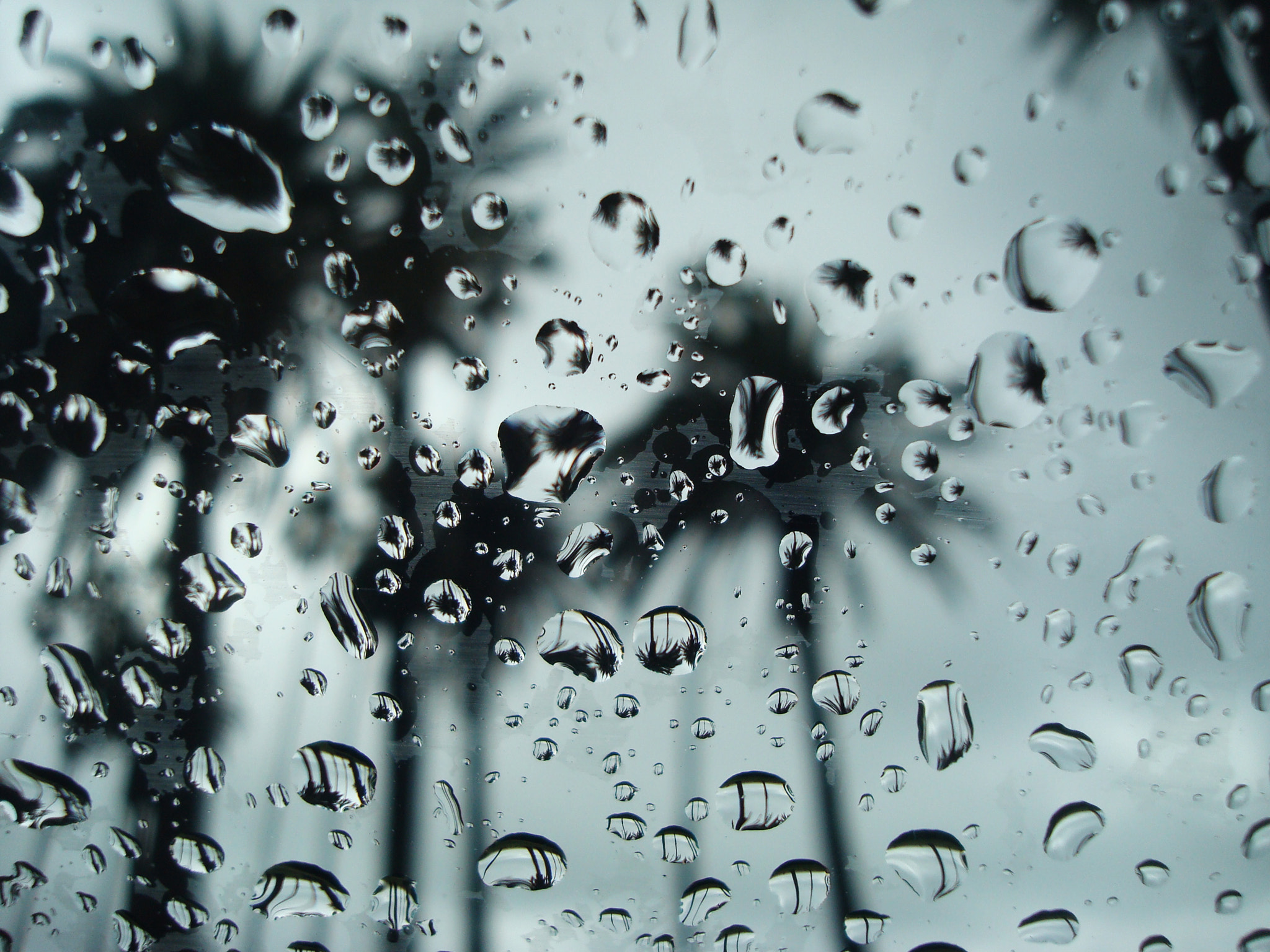 Sony DSC-W80 sample photo. Rain drops and palm trees_ trisha lurie photography
