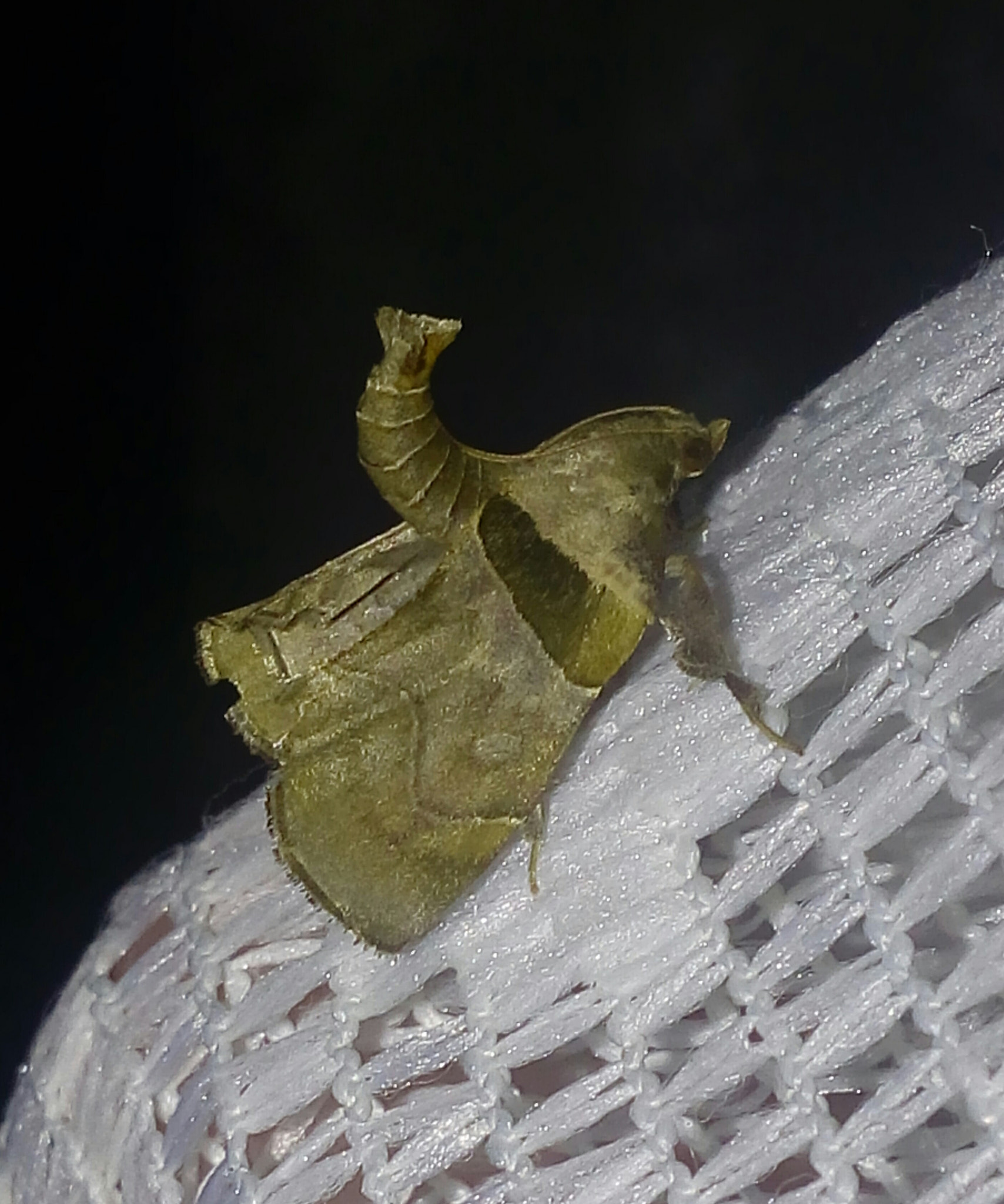 LG G3 Stylus sample photo. Mariposa photography