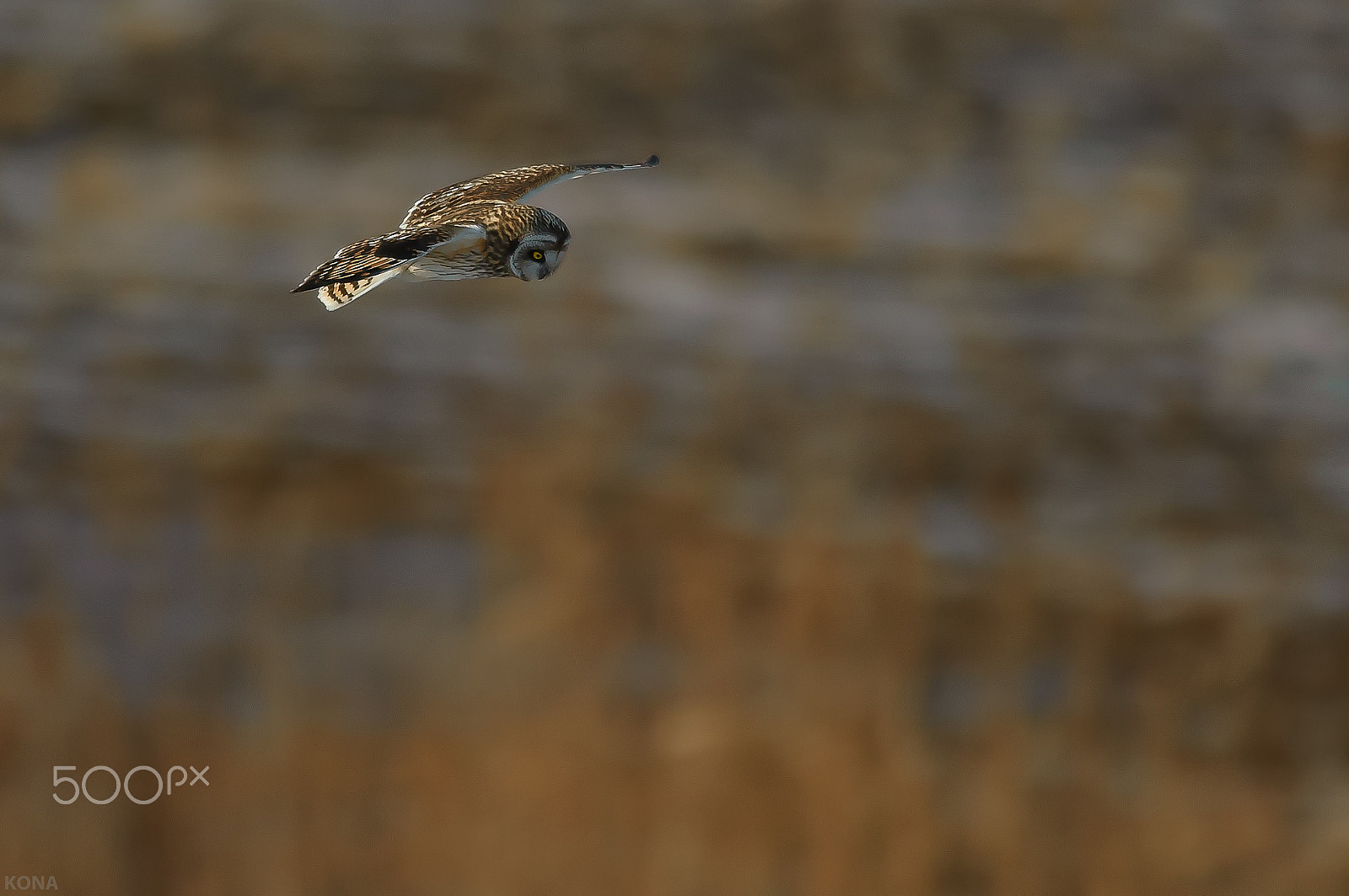 Nikon AF-S Nikkor 400mm F2.8G ED VR II sample photo. こみみ　　　30651073825. photography