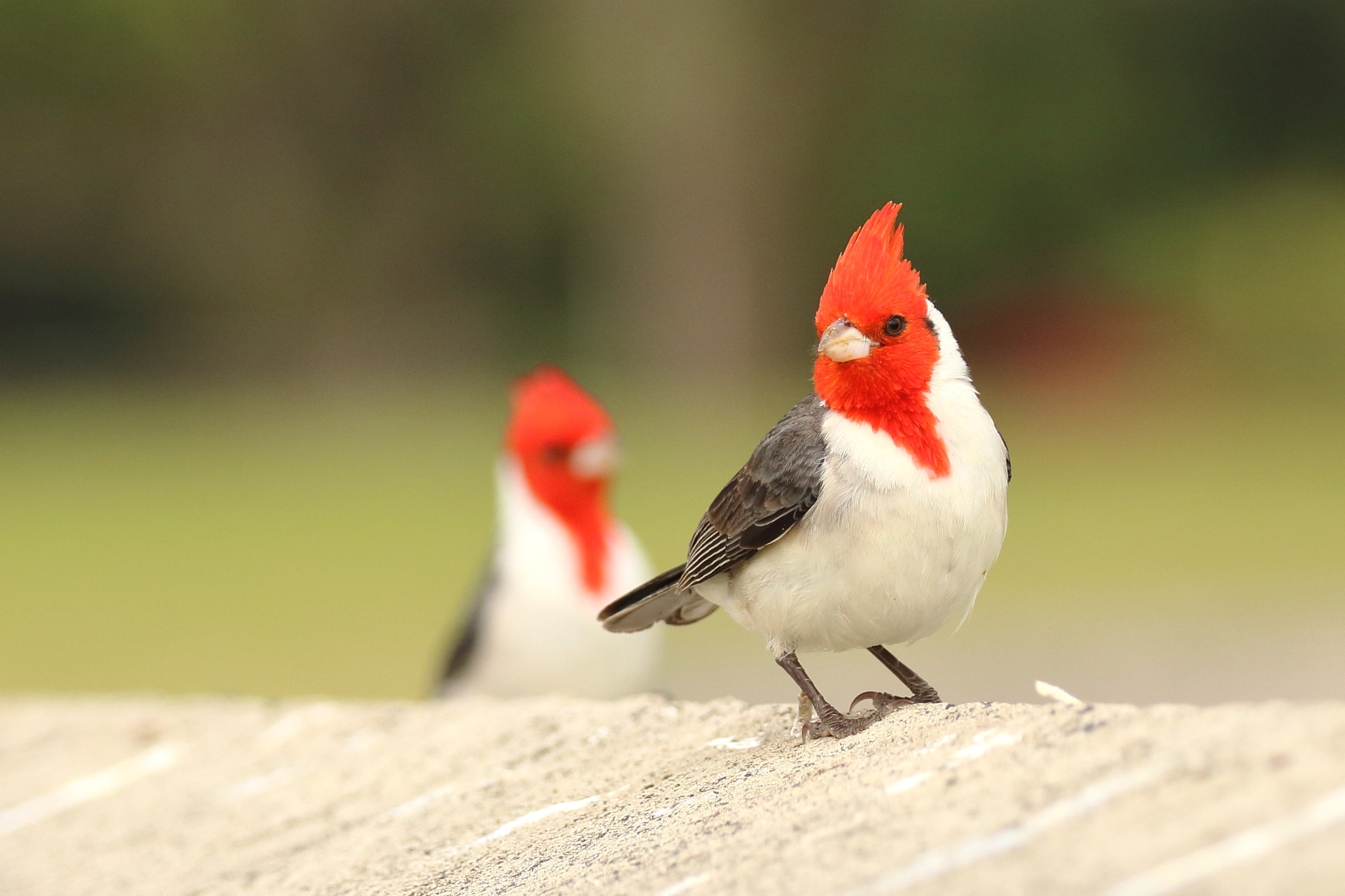 Canon EOS 750D (EOS Rebel T6i / EOS Kiss X8i) + Canon EF 100-400mm F4.5-5.6L IS II USM sample photo. Red crested cardinal photography