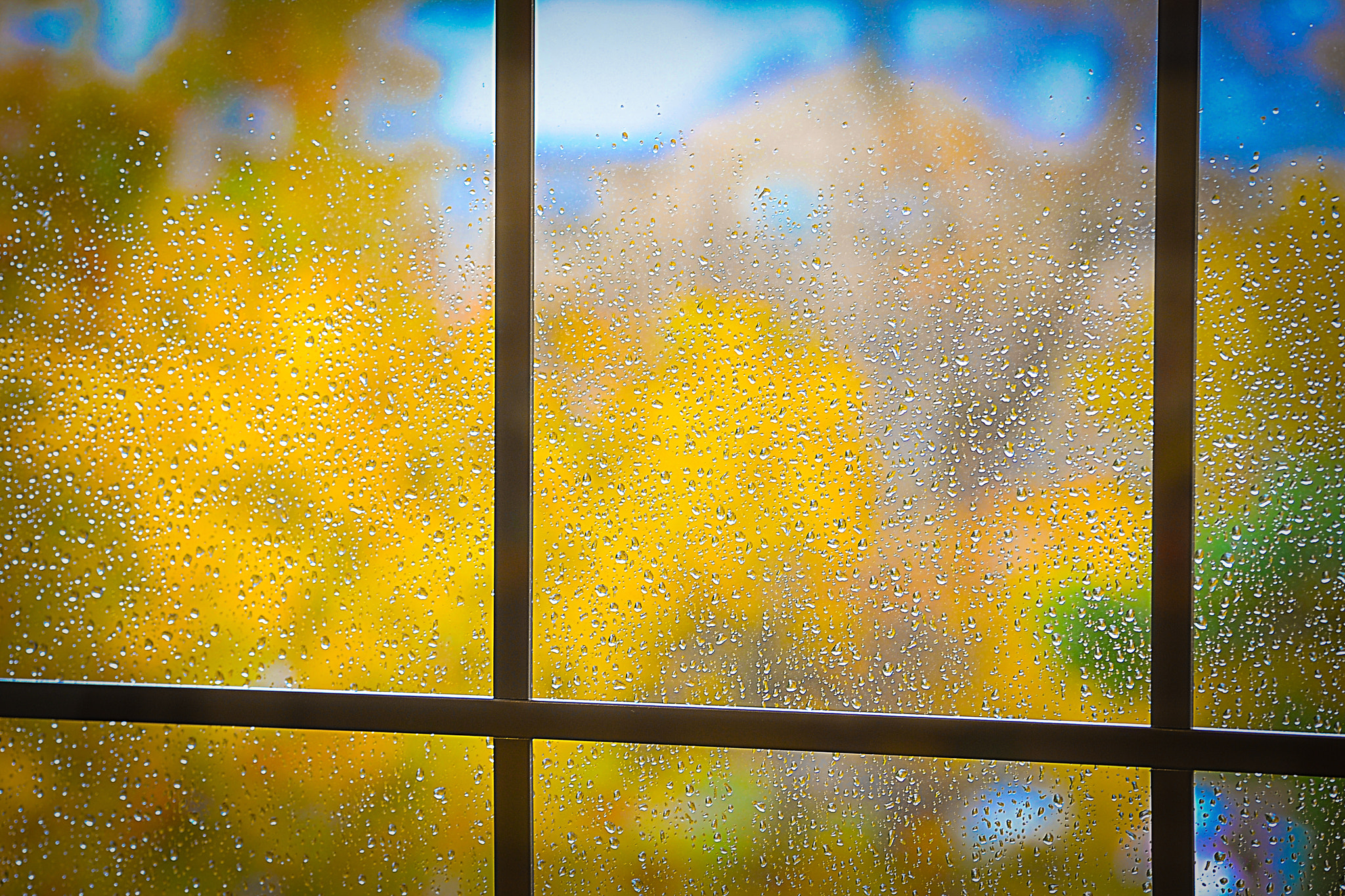 Nikon D3 sample photo. Rainy fall day photography