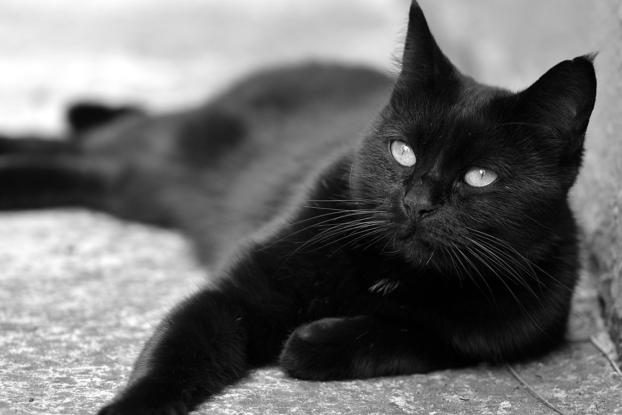 Sigma 105mm F2.8 EX DG OS HSM sample photo. Black panter photography