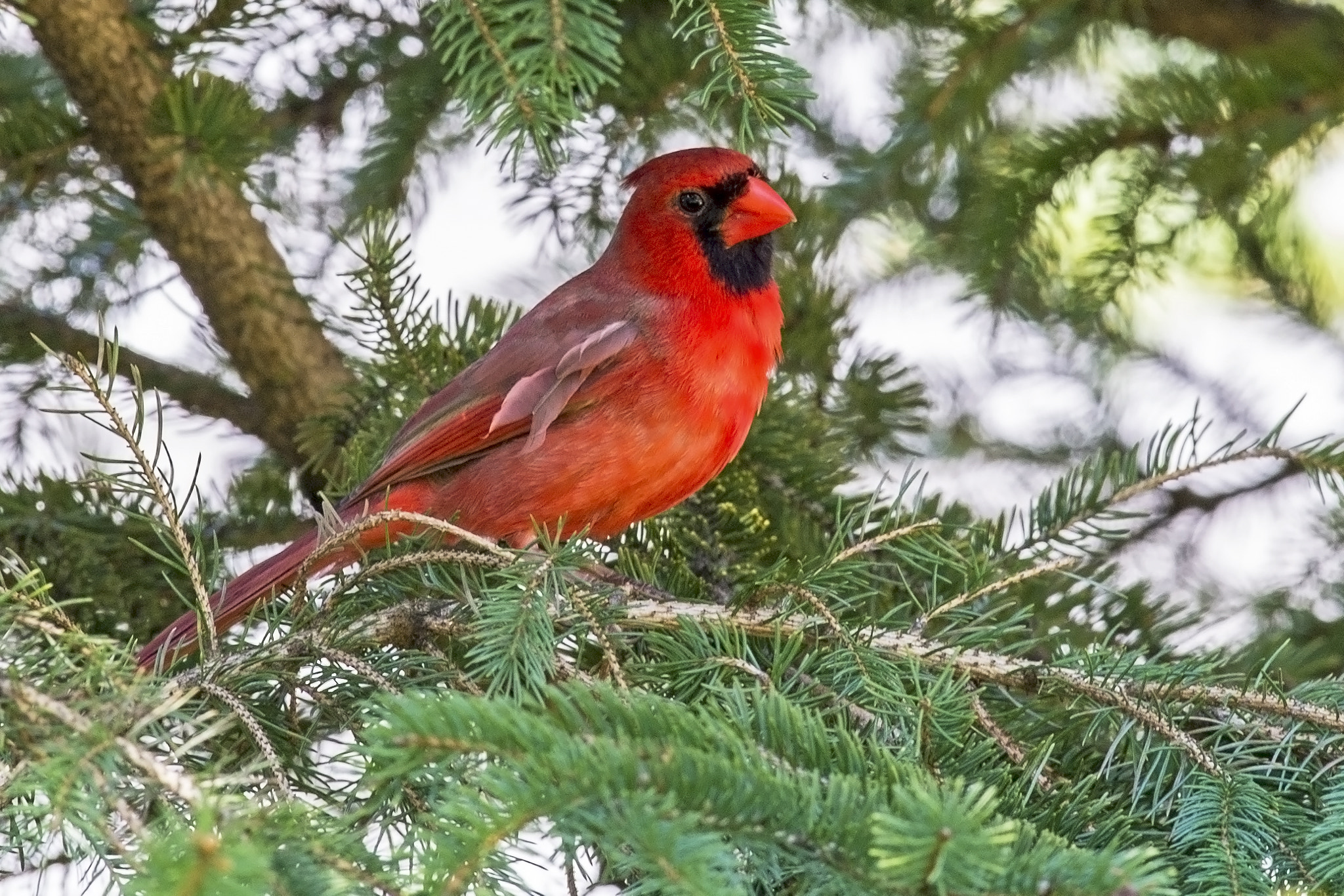 Nikon D4 + Nikon AF-S Nikkor 600mm F4G ED VR sample photo. Northern cardinal photography