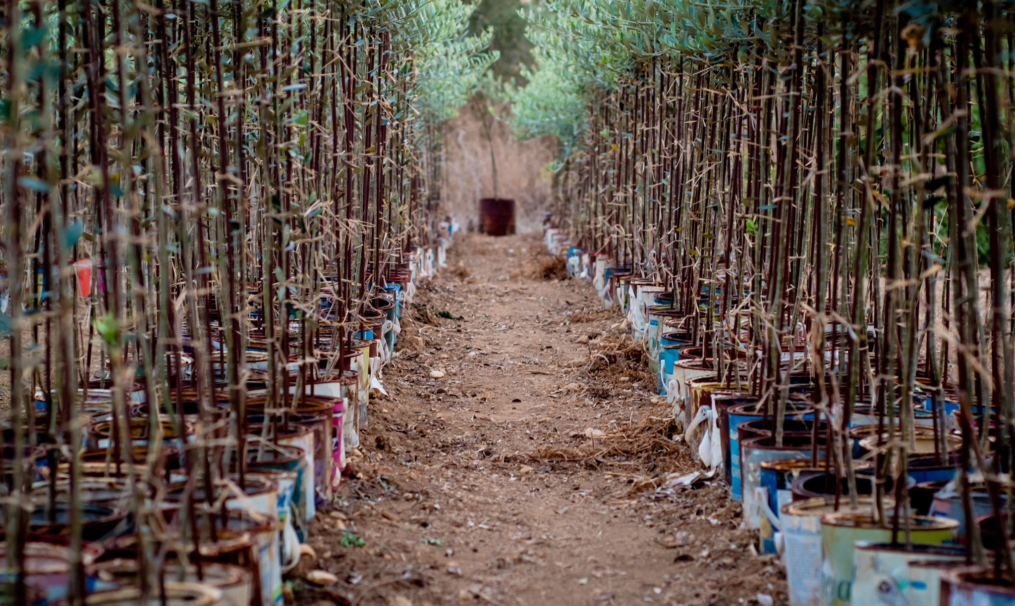 Nikon D5500 + Nikon AF Nikkor 50mm F1.8D sample photo. Olive plantation photography