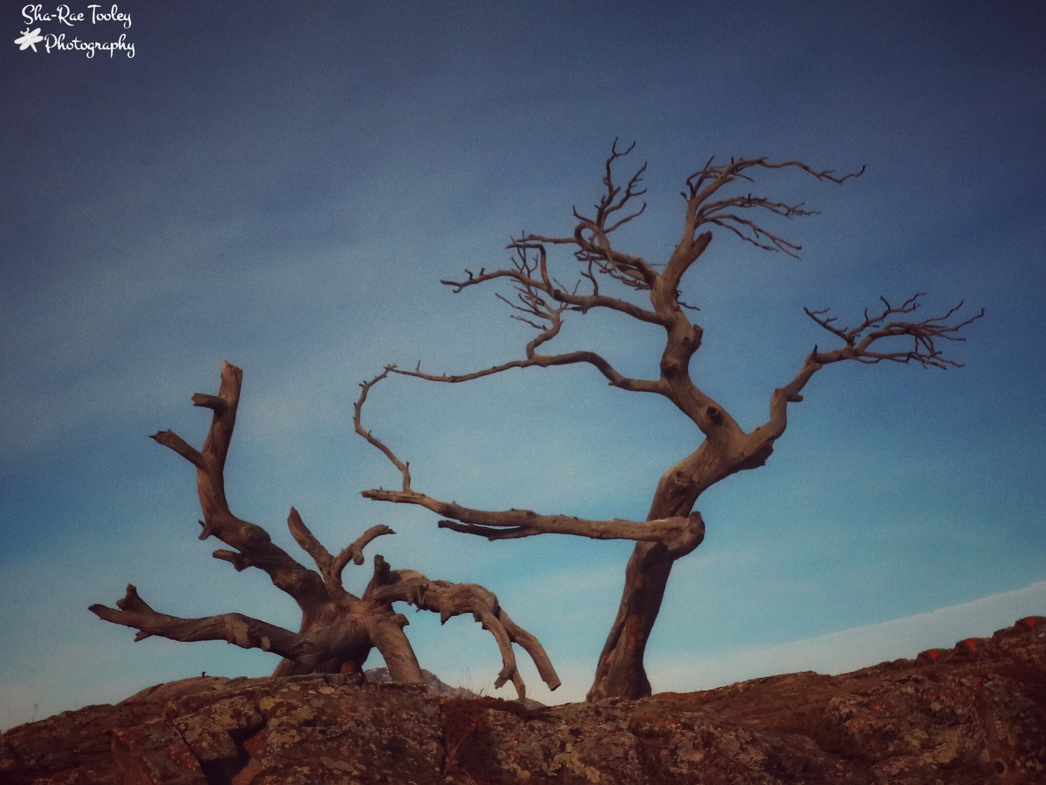 Canon EOS 750D (EOS Rebel T6i / EOS Kiss X8i) sample photo. The burmis tree photography