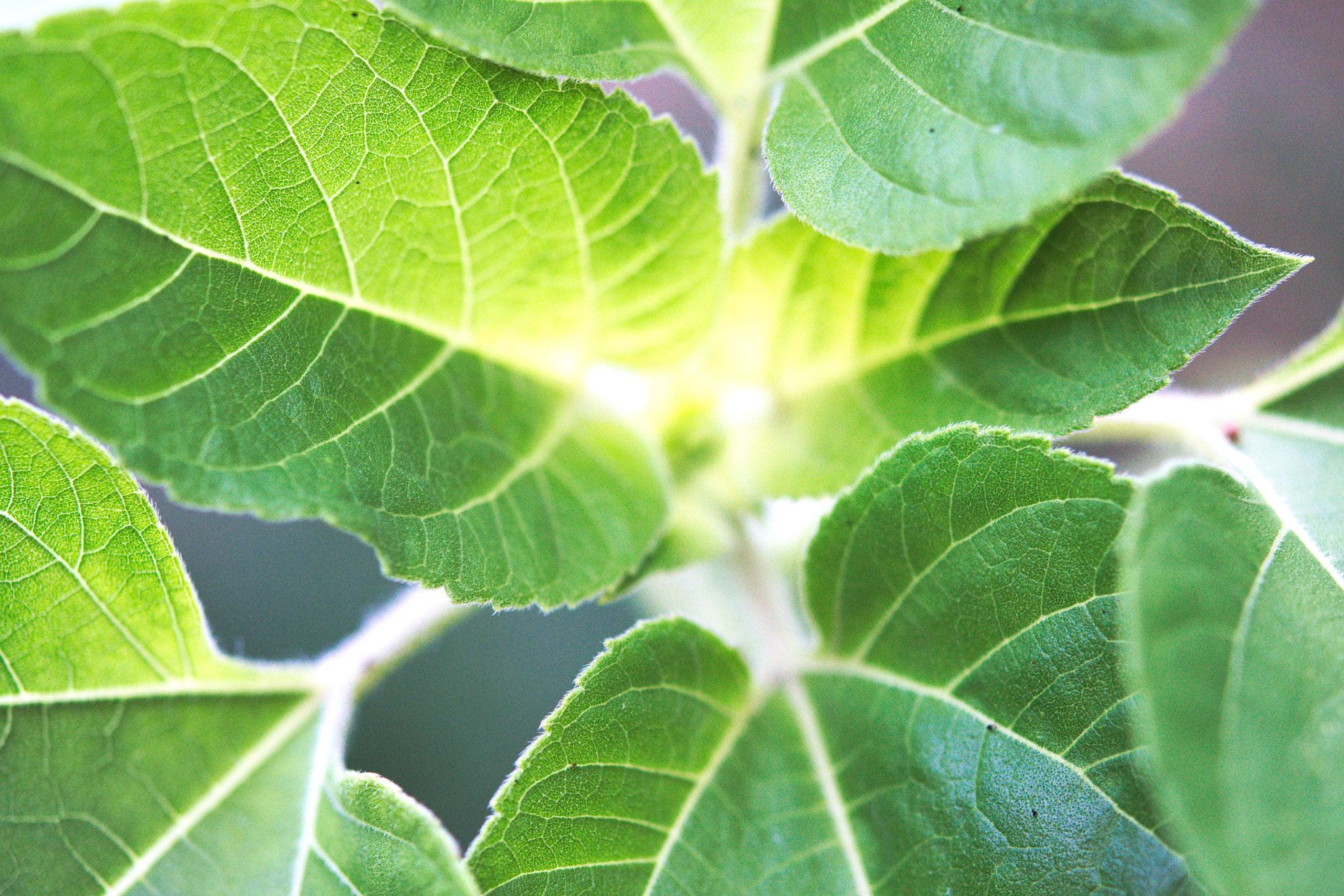 Nikon AF-S Micro-Nikkor 60mm F2.8G ED sample photo. A sunflower before the flower photography