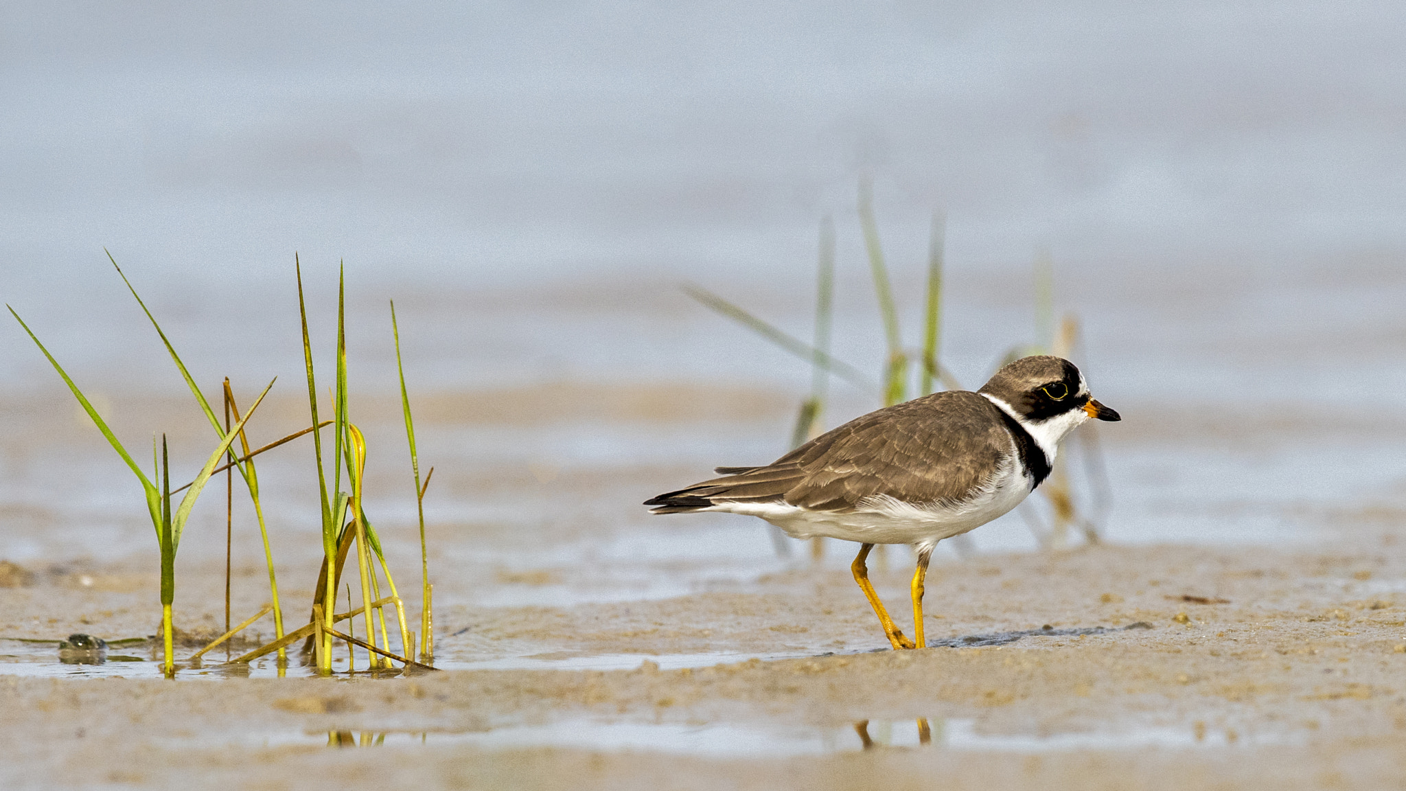 Nikon D810 + Nikon AF-S Nikkor 600mm F4G ED VR sample photo. Semipalmated plover photography