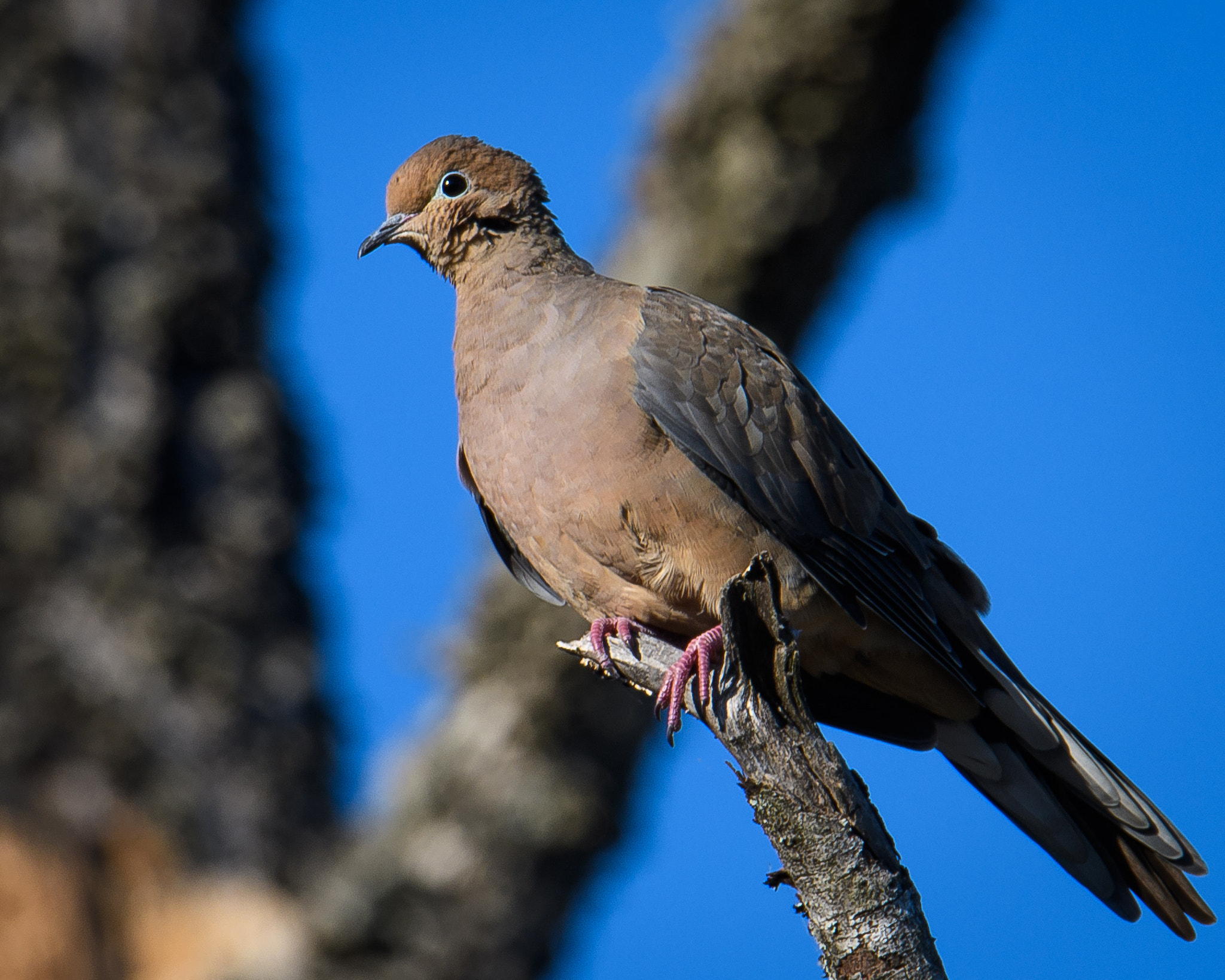 Nikon D500 + Sigma 50mm F2.8 EX DG Macro sample photo. Mourning dove photography