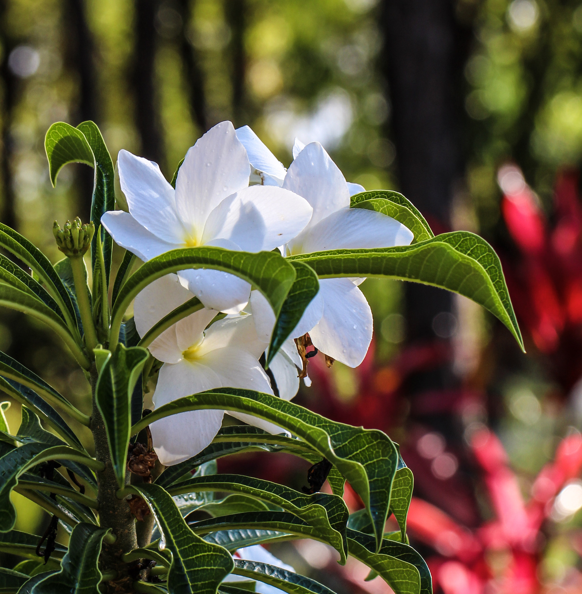 Canon EF 100mm F2.8L Macro IS USM sample photo. Afternoon beauty photography