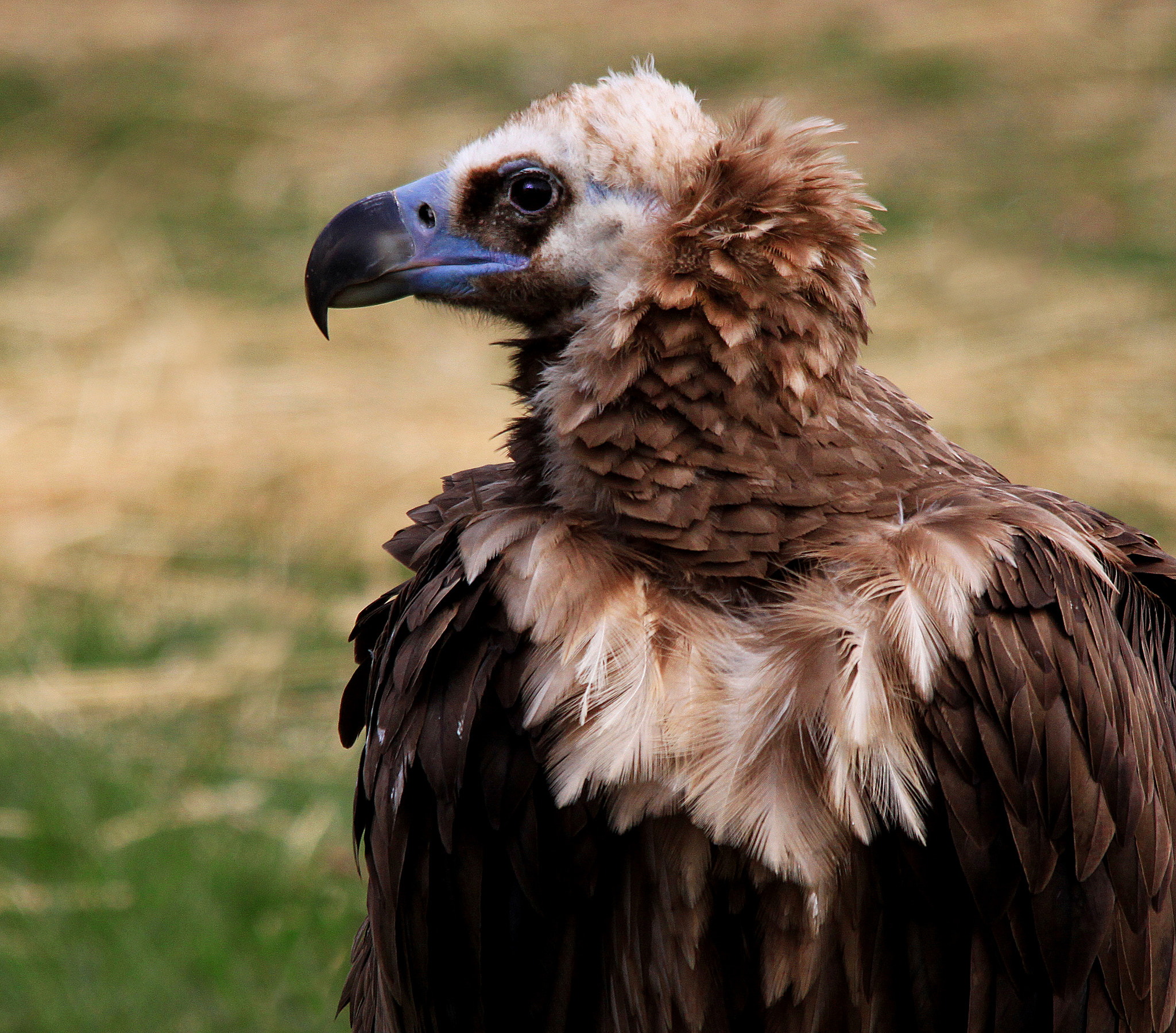 Sigma 150-500mm F5-6.3 DG OS HSM sample photo. Condor photography