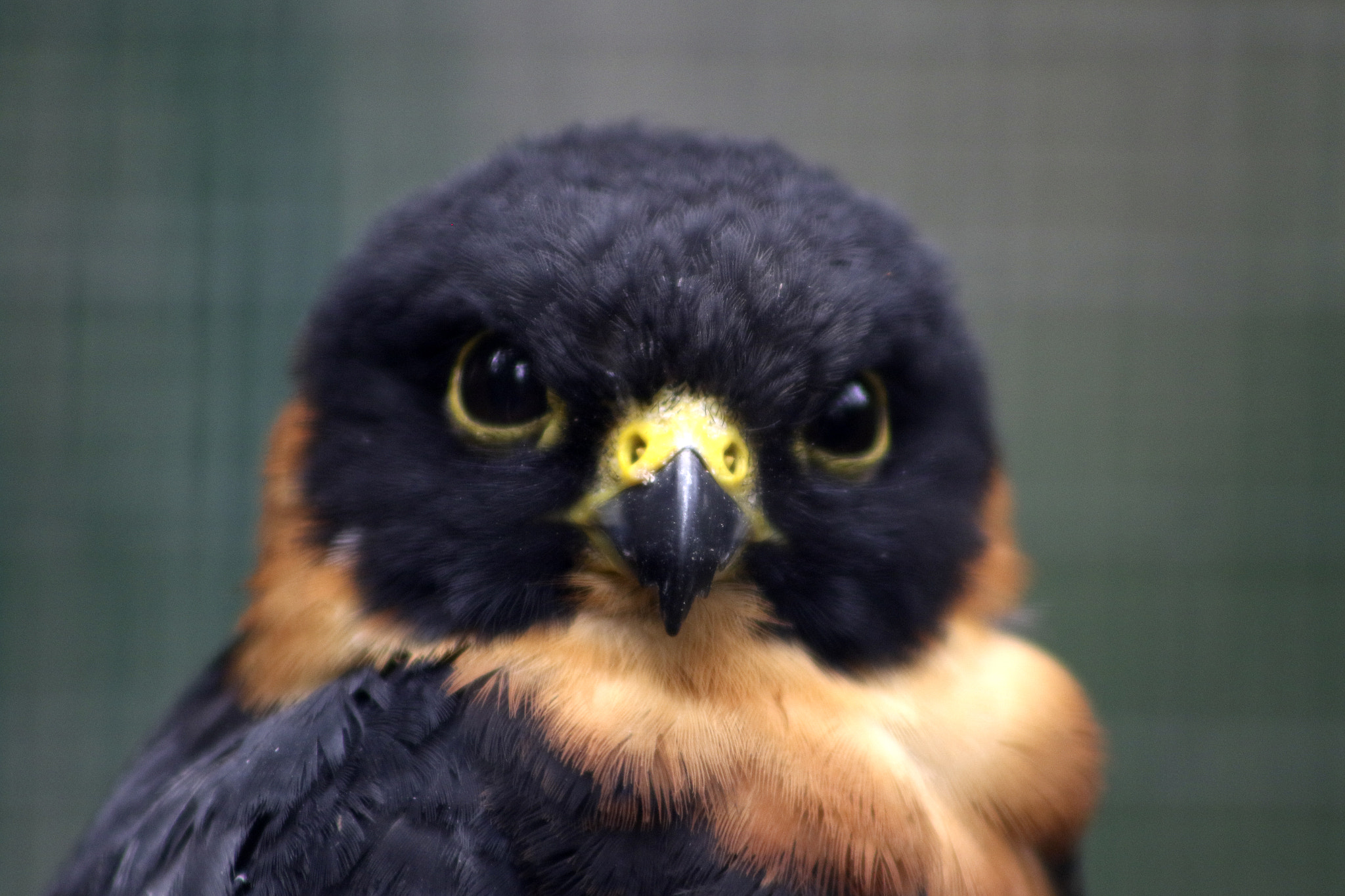 EF75-300mm f/4-5.6 sample photo. Pequeño alcon photography