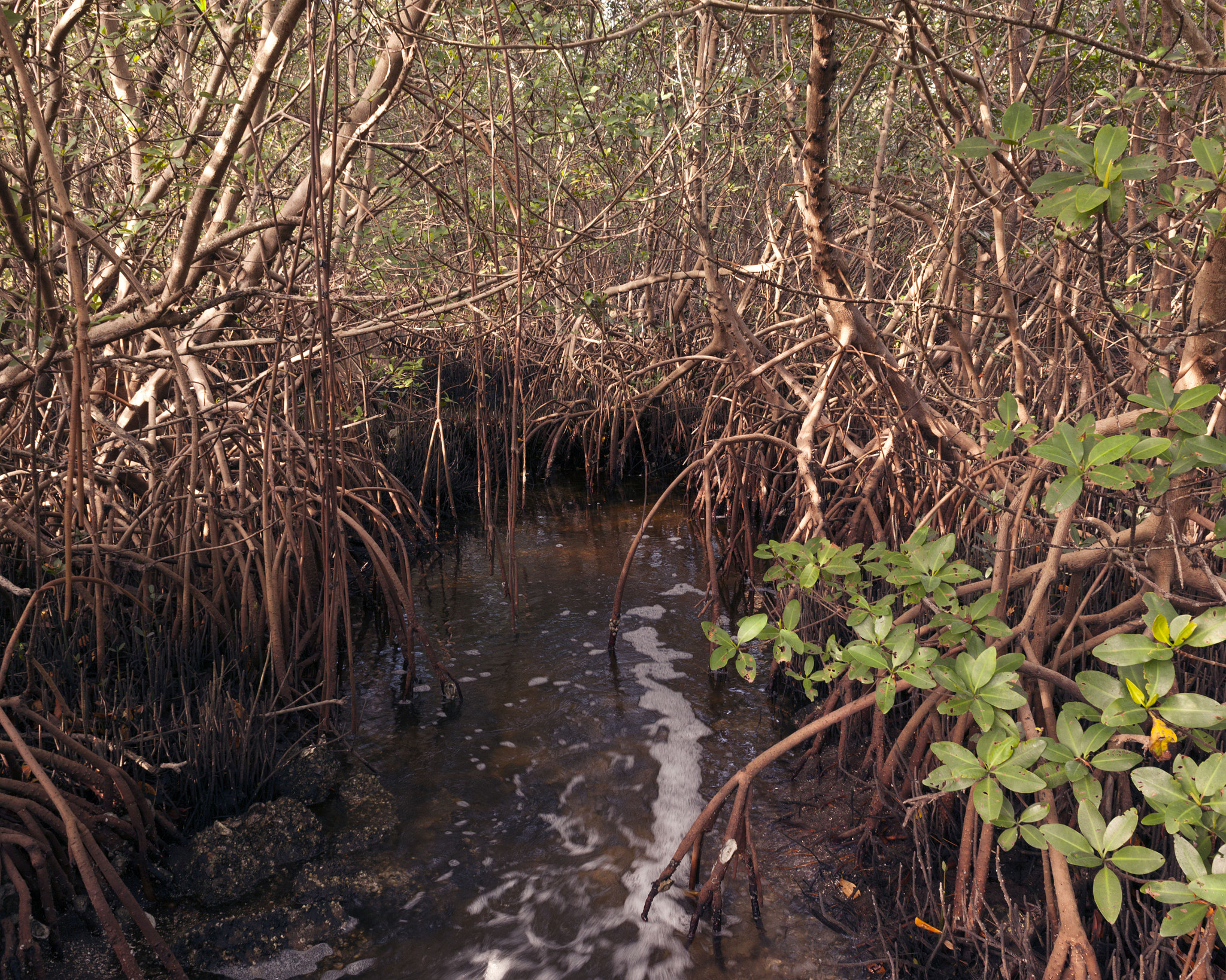 Canon EF 28mm F1.8 USM sample photo. Howard park mangroves photography