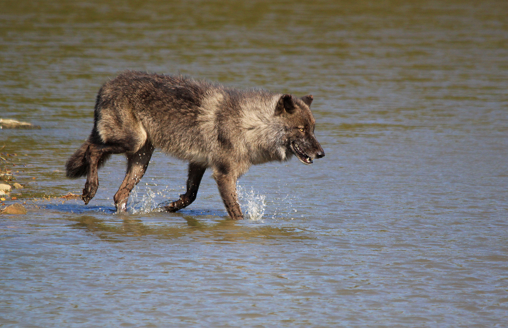 Sigma 150-500mm F5-6.3 DG OS HSM sample photo. Timber wolf photography