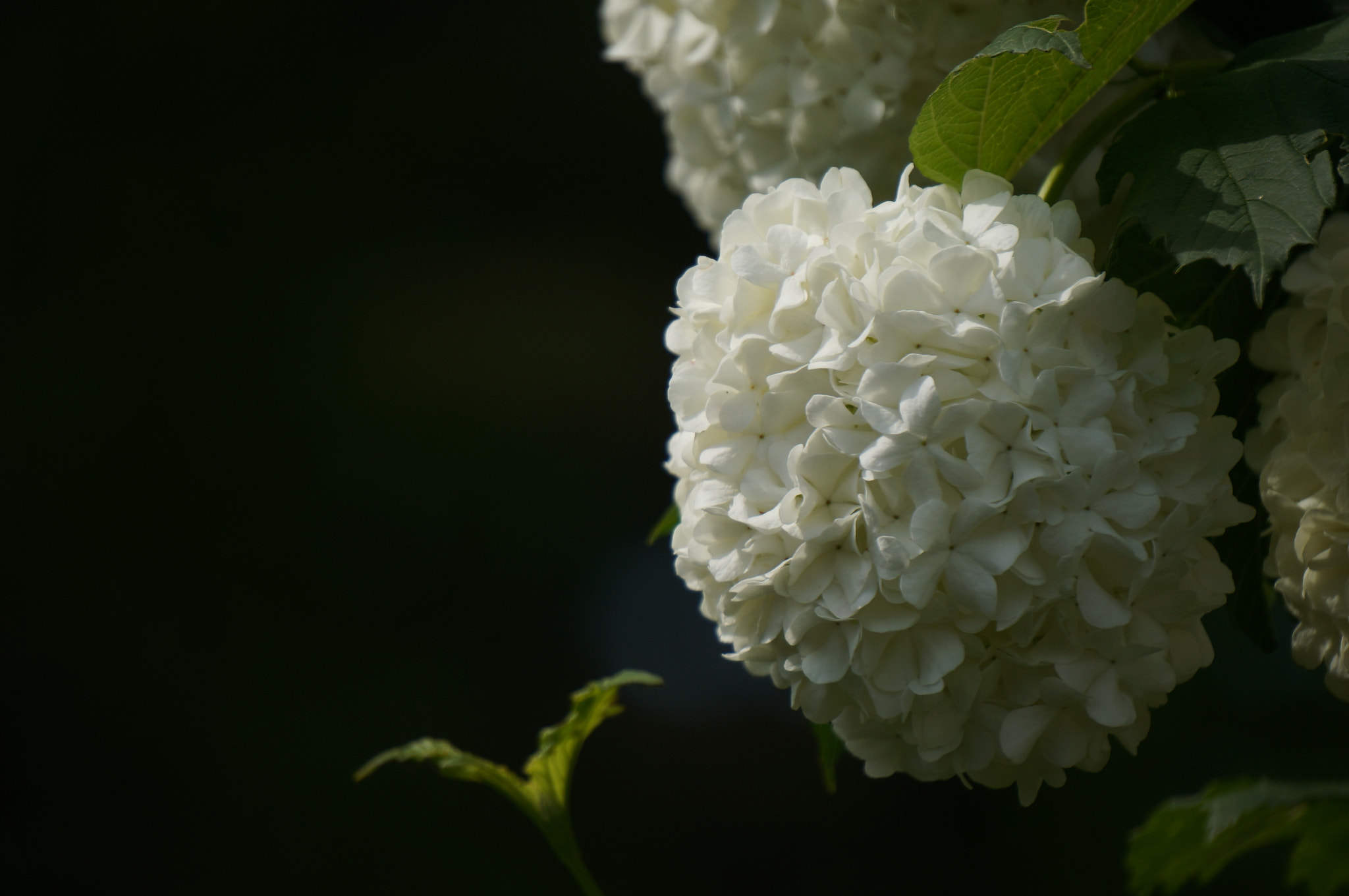 Sony E 55-210mm F4.5-6.3 OSS sample photo. Flower photography
