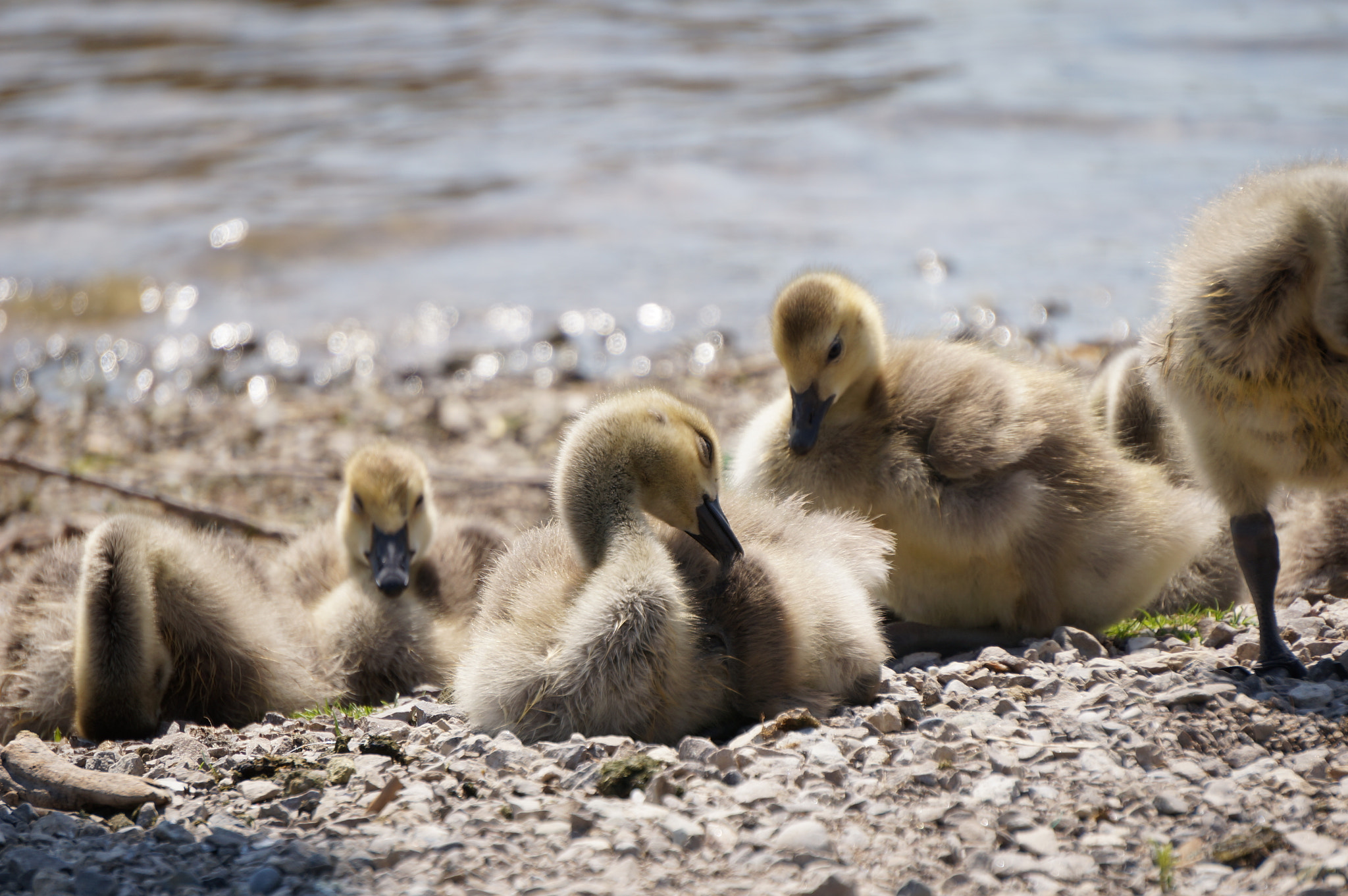 Sony E 55-210mm F4.5-6.3 OSS sample photo. Goslings photography