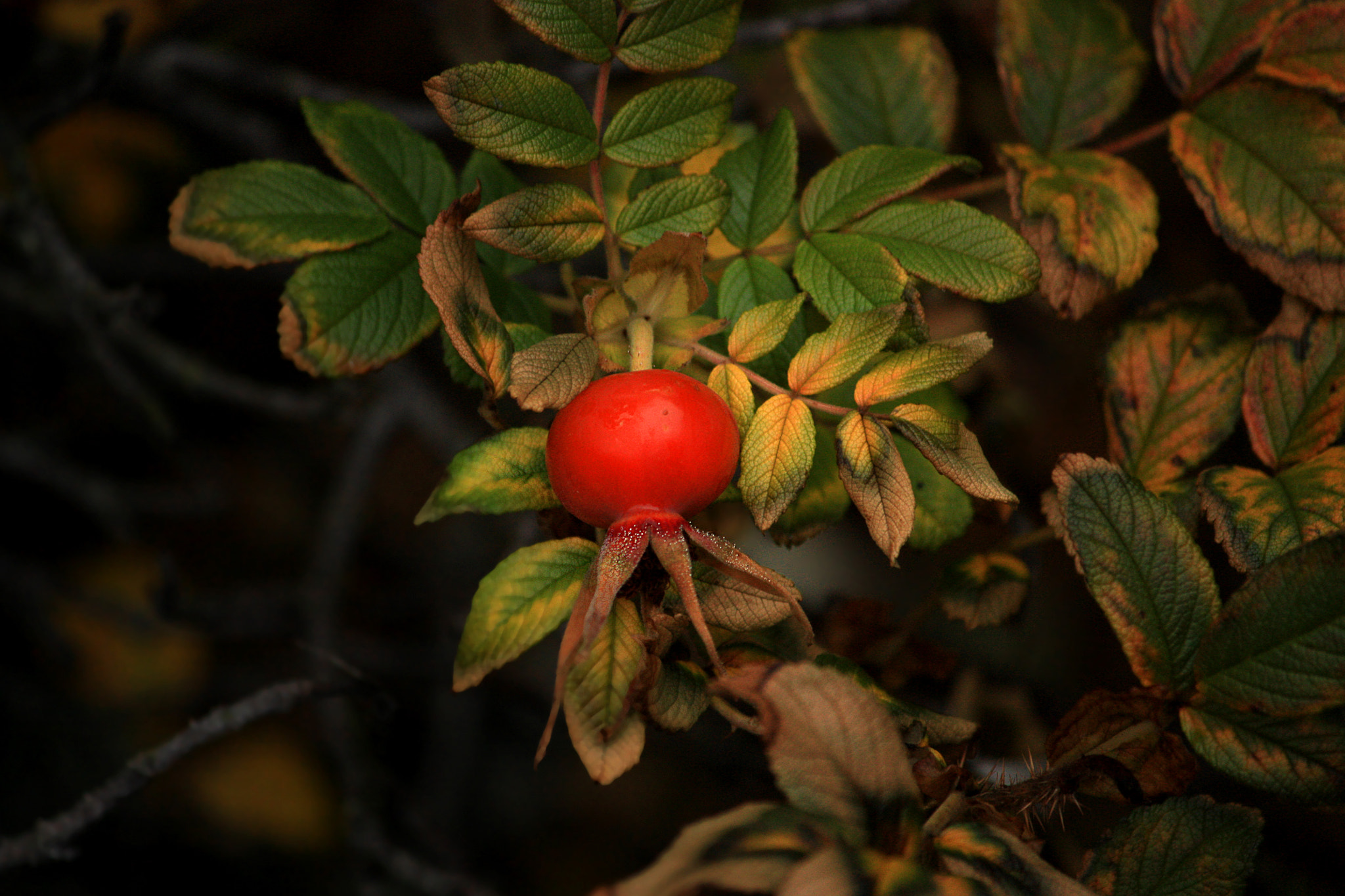 Canon EF-S 55-250mm F4-5.6 IS sample photo. Nype photography