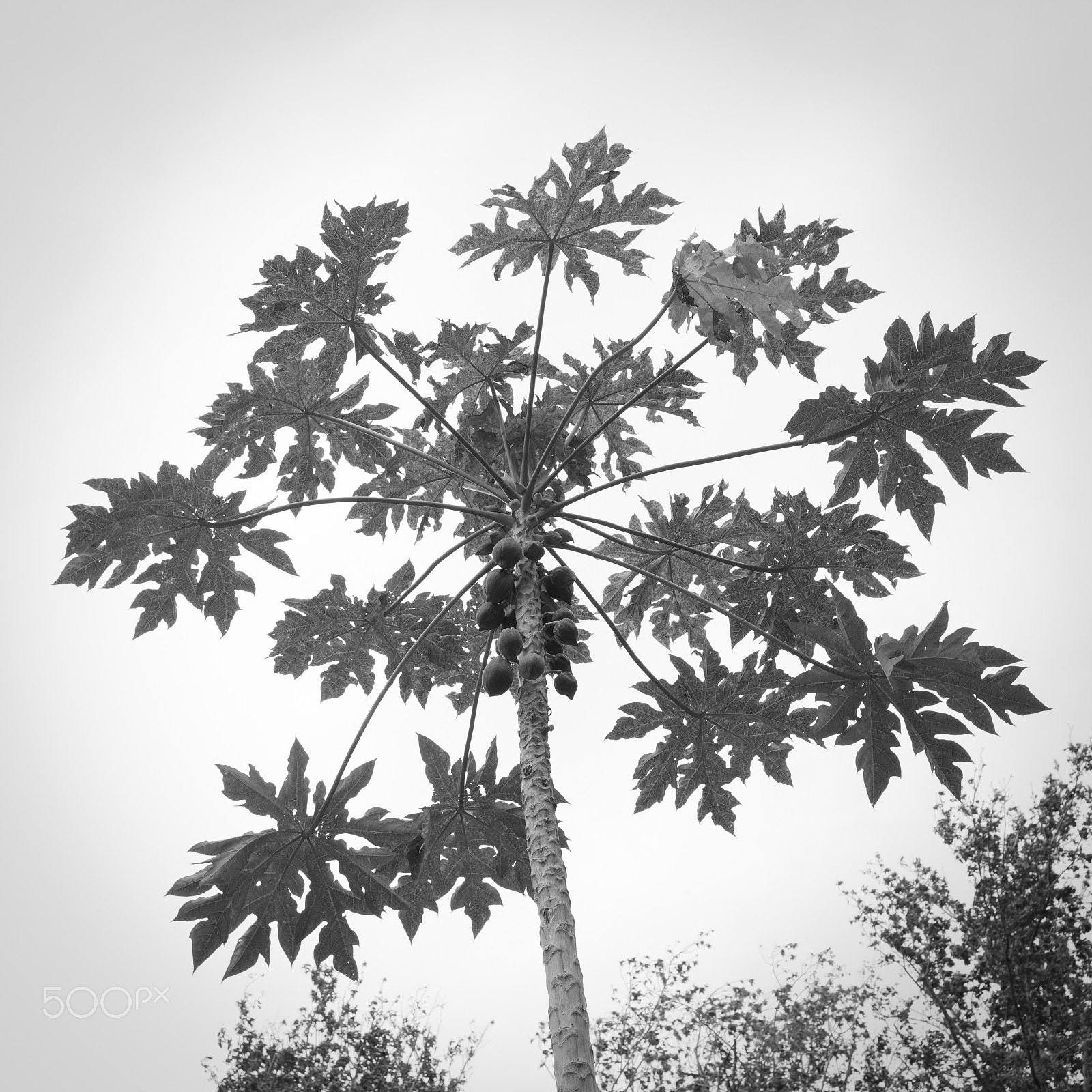 Elmarit-M 28mm f/2.8 (III) sample photo. Papaya tree, taipei photography
