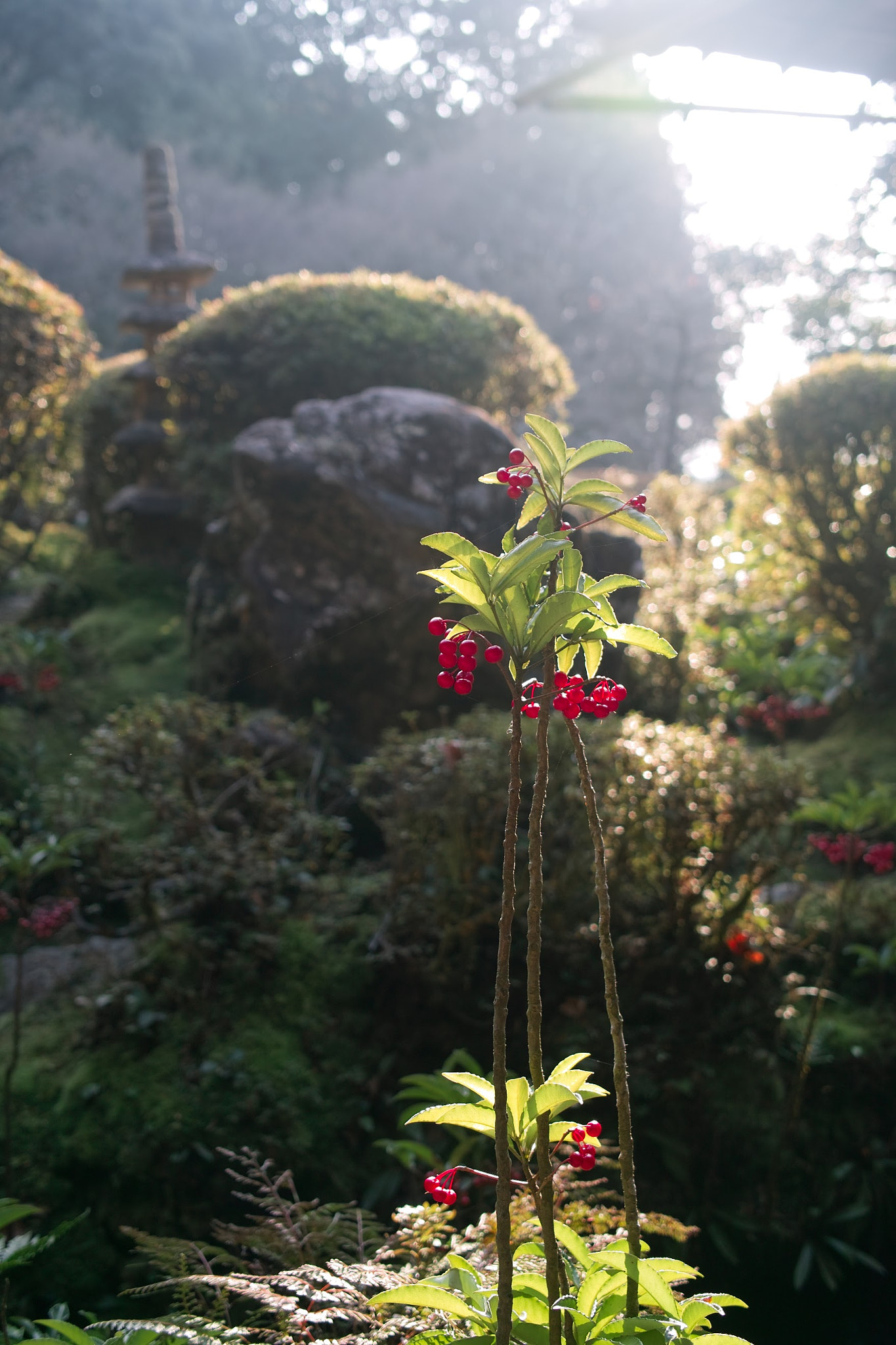 Sigma DP2x sample photo. Japanese garden photography