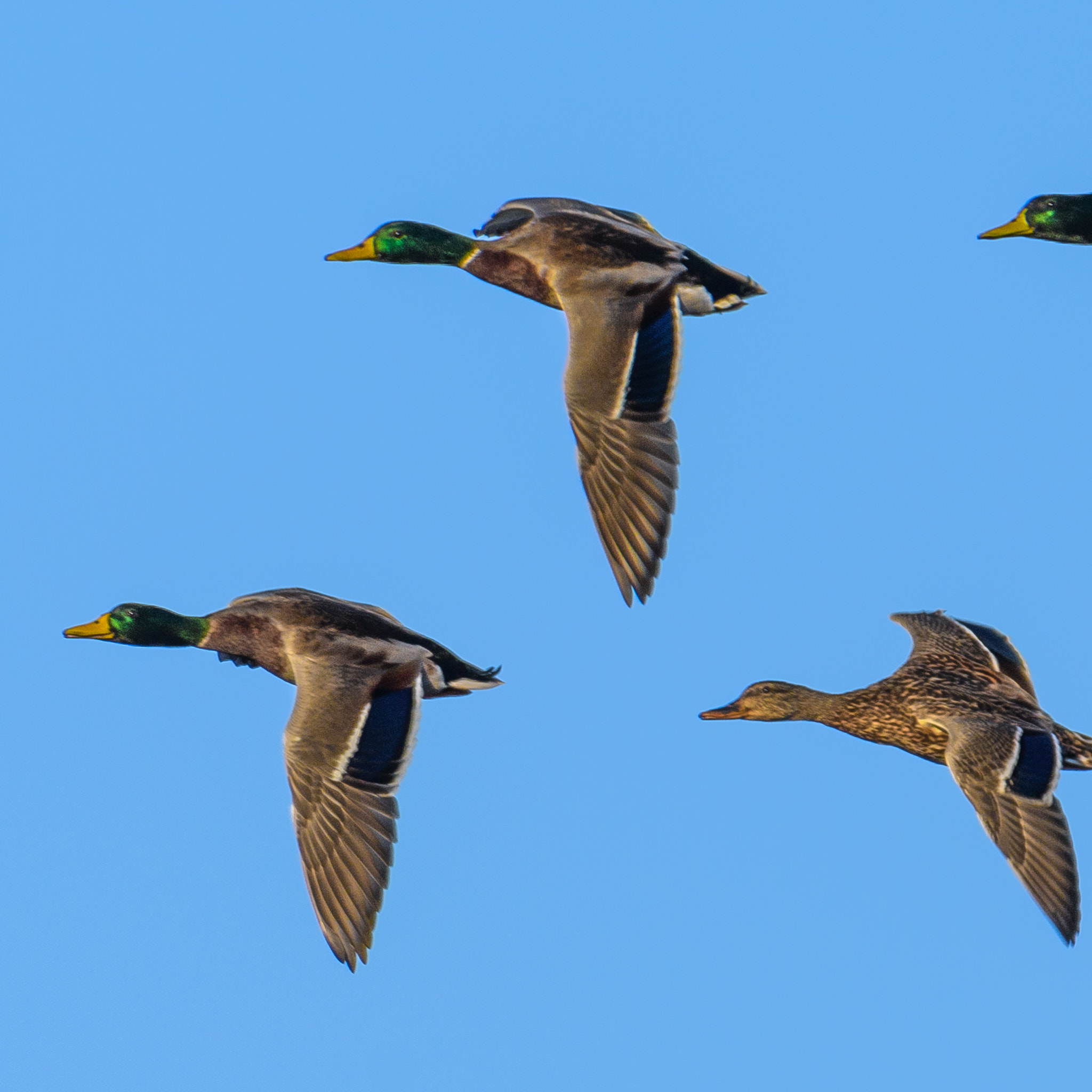 Nikon D500 + Sigma 50mm F2.8 EX DG Macro sample photo. Mallards photography