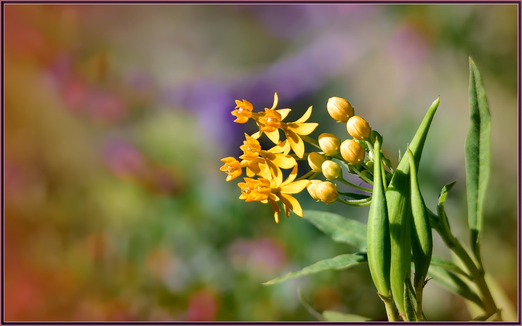 Sigma 120-400mm F4.5-5.6 DG OS HSM sample photo. Pods to flowers photography