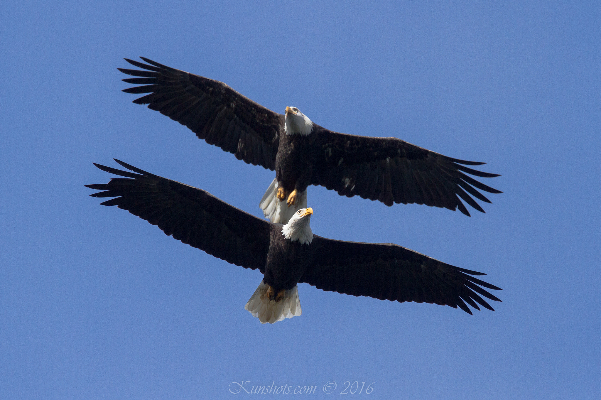 Canon EOS 7D + Canon EF 400mm F4.0 DO IS USM sample photo. Img photography