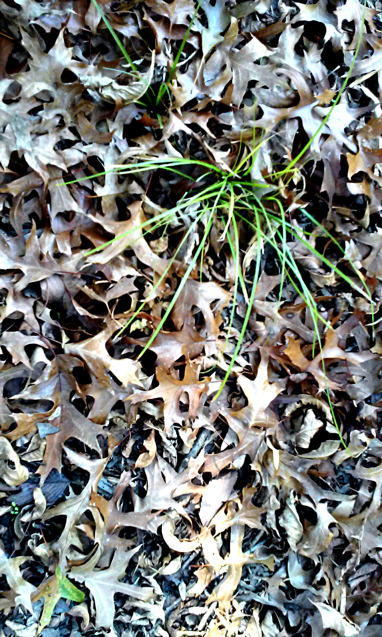LG L70 CDMA sample photo. Grass and leaves photography