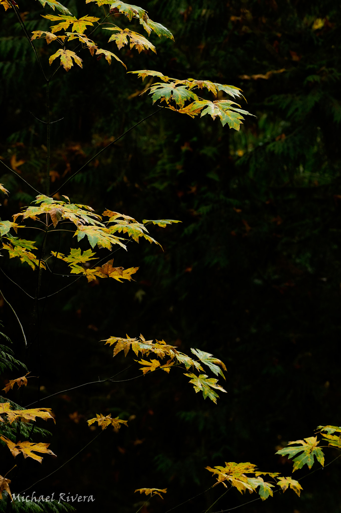 70-200mm F4 G OSS sample photo. 54 leaves photography