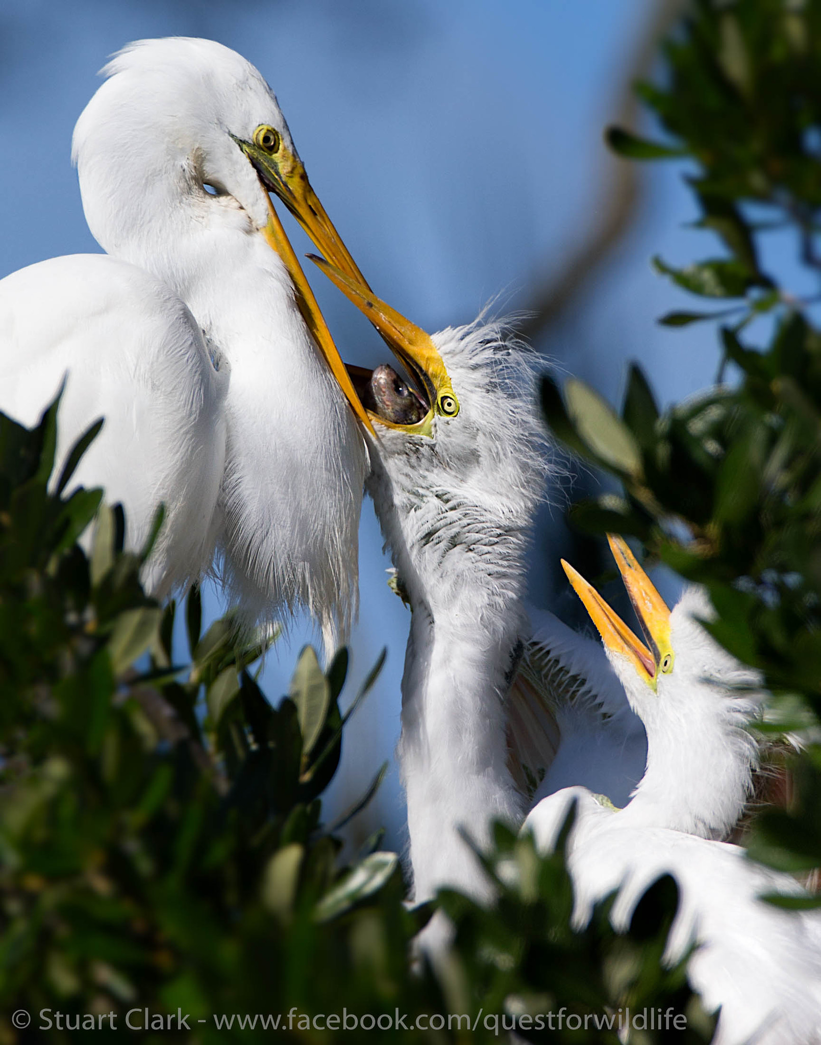 Canon EF 600mm F4L IS USM sample photo. Wait your turn photography