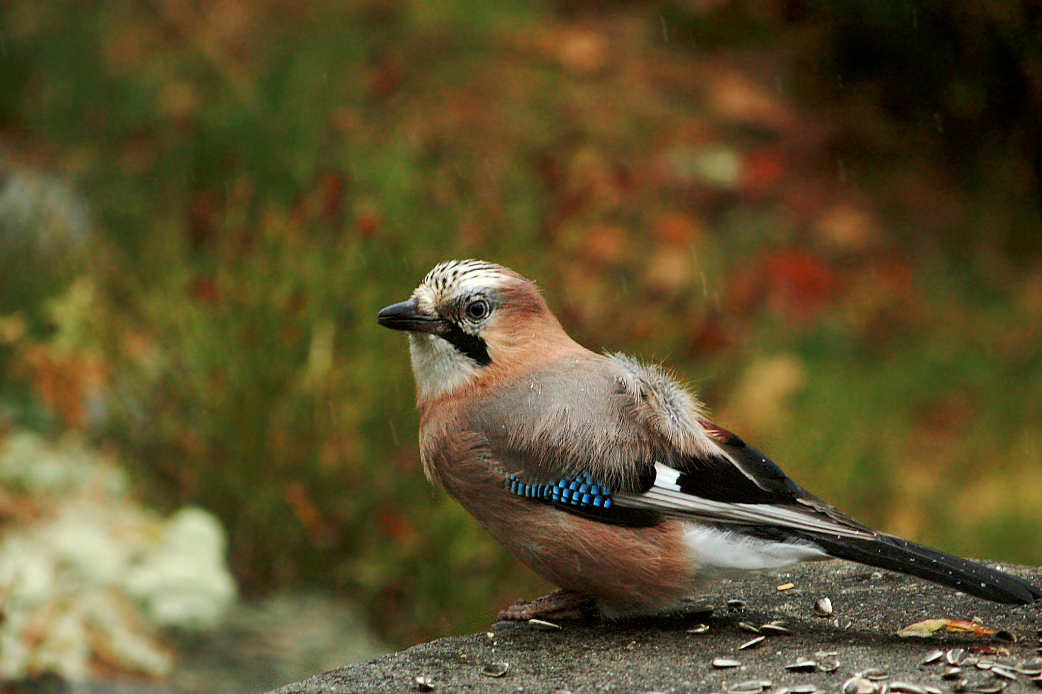 Canon EF-S 55-250mm F4-5.6 IS sample photo. Nøttesrkrike photography