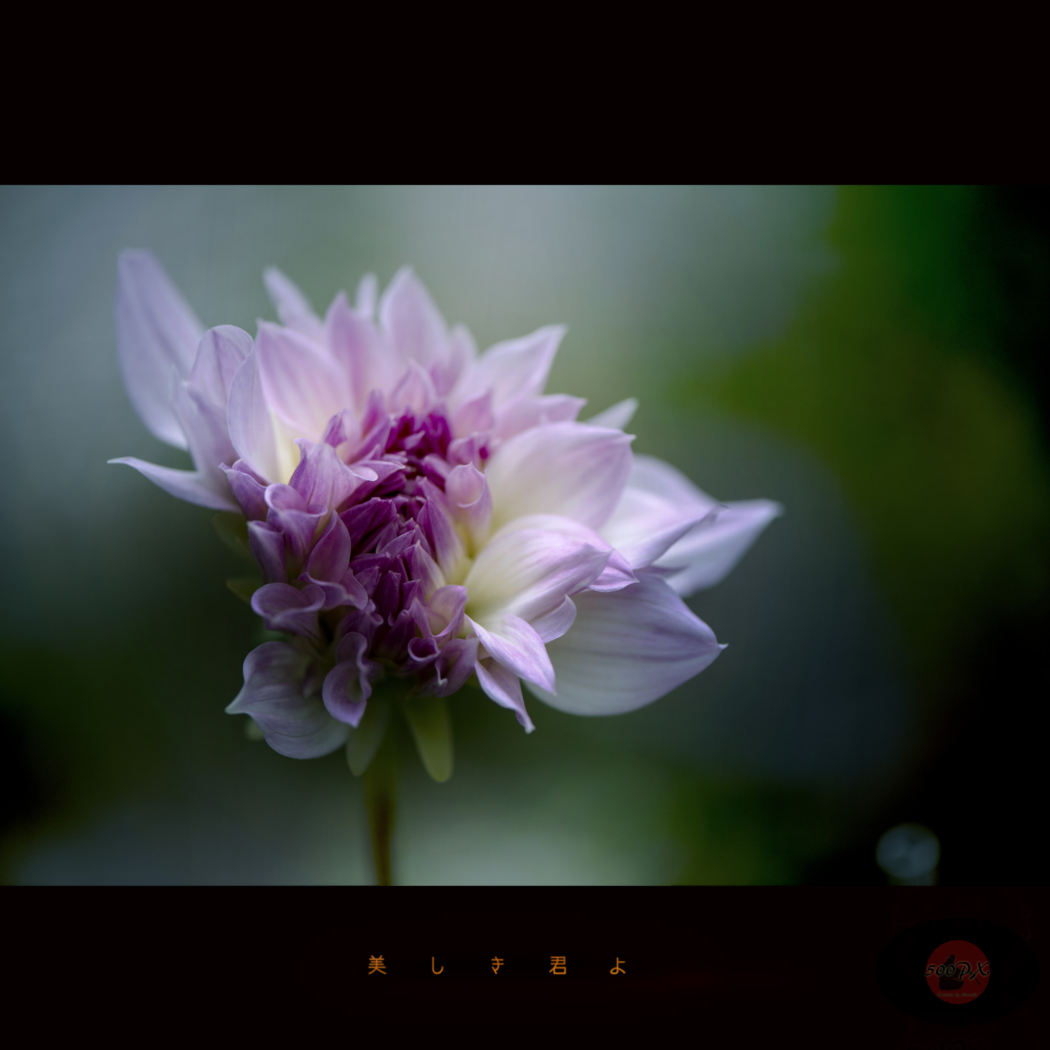 Nikon D800 sample photo. Beautiful you photography