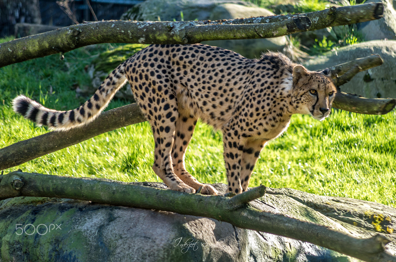 HD Pentax DA 55-300mm F4.0-5.8 ED WR sample photo. Ready?? photography