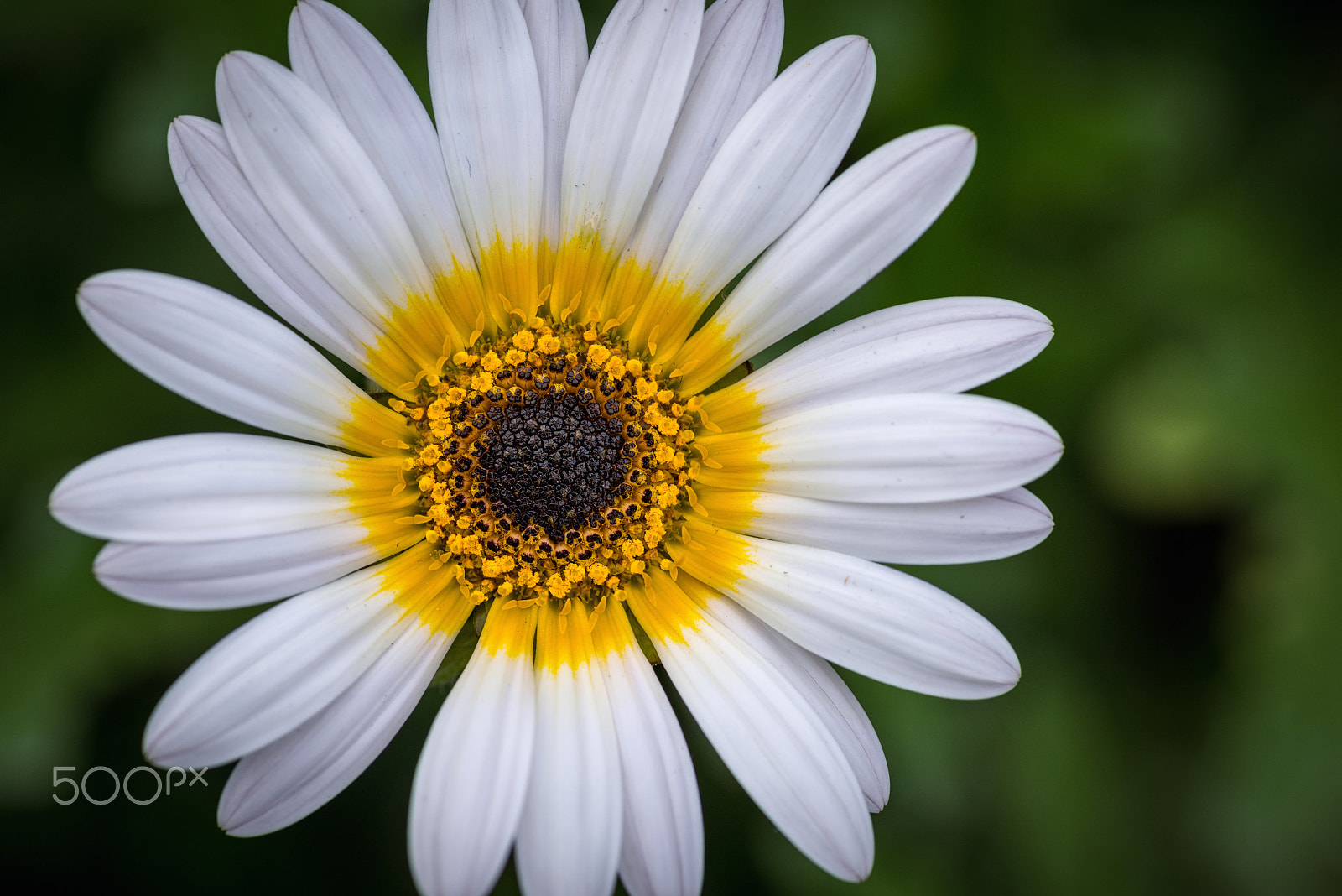 Nikon D810 + ZEISS Makro-Planar T* 100mm F2 sample photo. Osteospernum photography