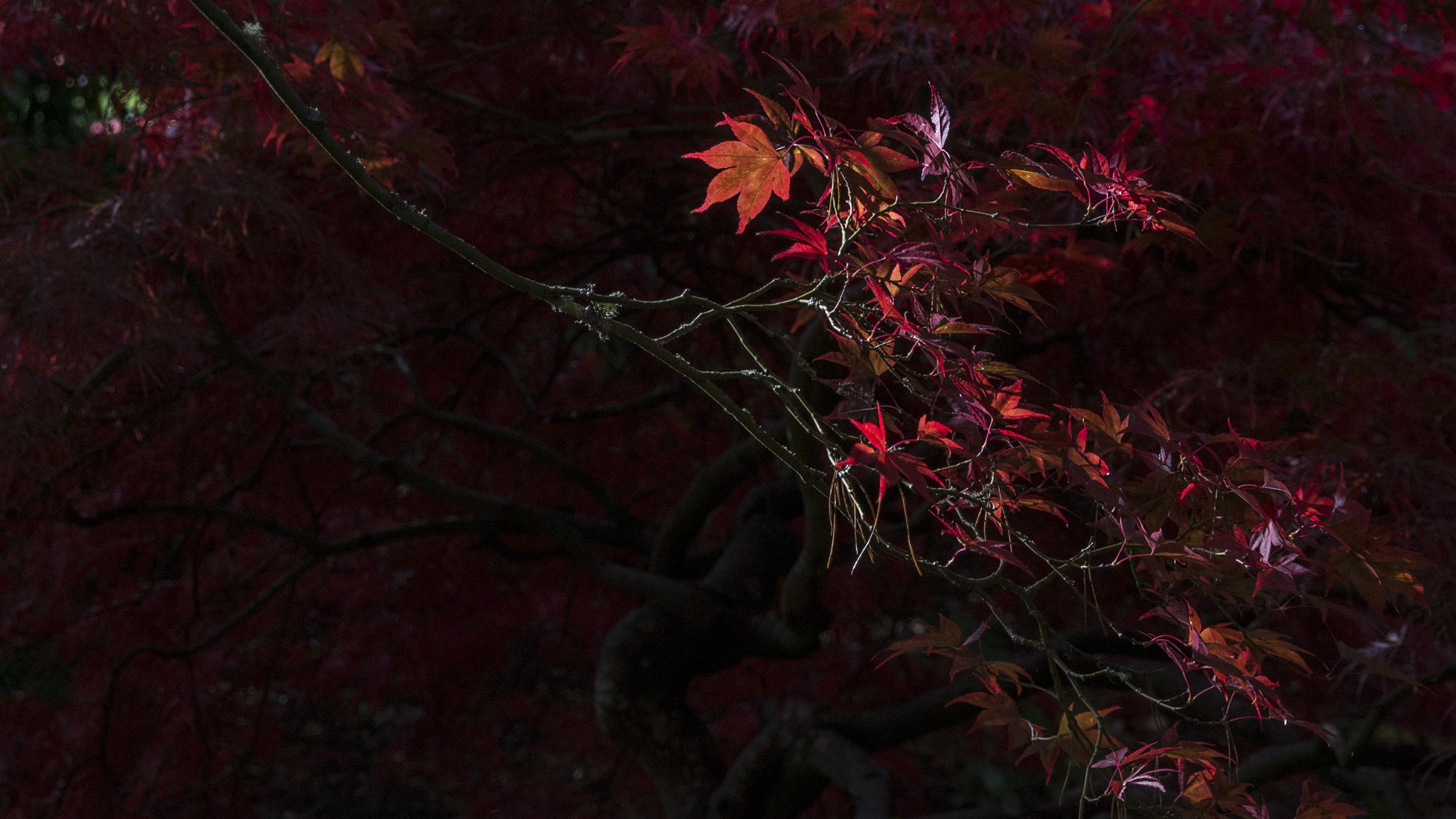 Sony E 18-200mm F3.5-6.3 OSS sample photo. Le rouge et le noir photography