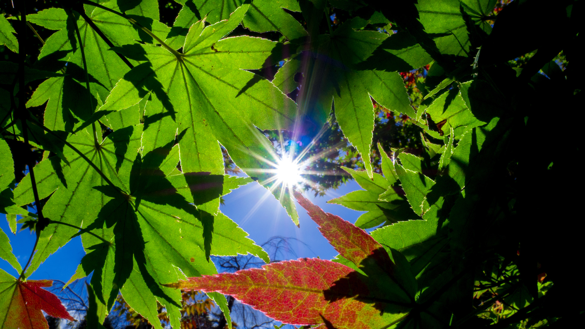 Panasonic Lumix DMC-GH4 + Olympus M.Zuiko Digital ED 12-40mm F2.8 Pro sample photo. Sun and autumn leaves photography