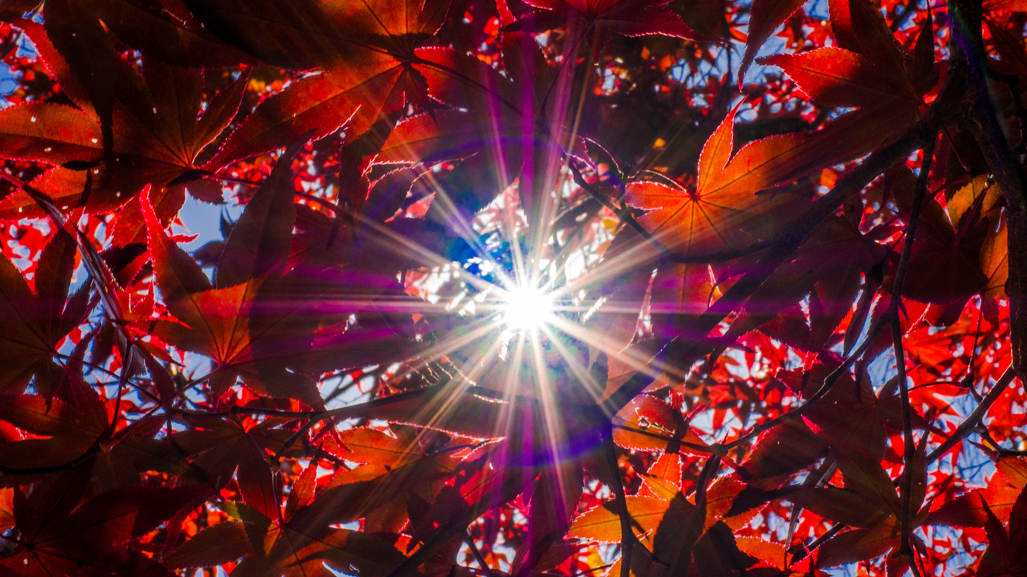 Panasonic Lumix DMC-GH4 + Olympus M.Zuiko Digital ED 12-40mm F2.8 Pro sample photo. Sun and autumn leaves photography